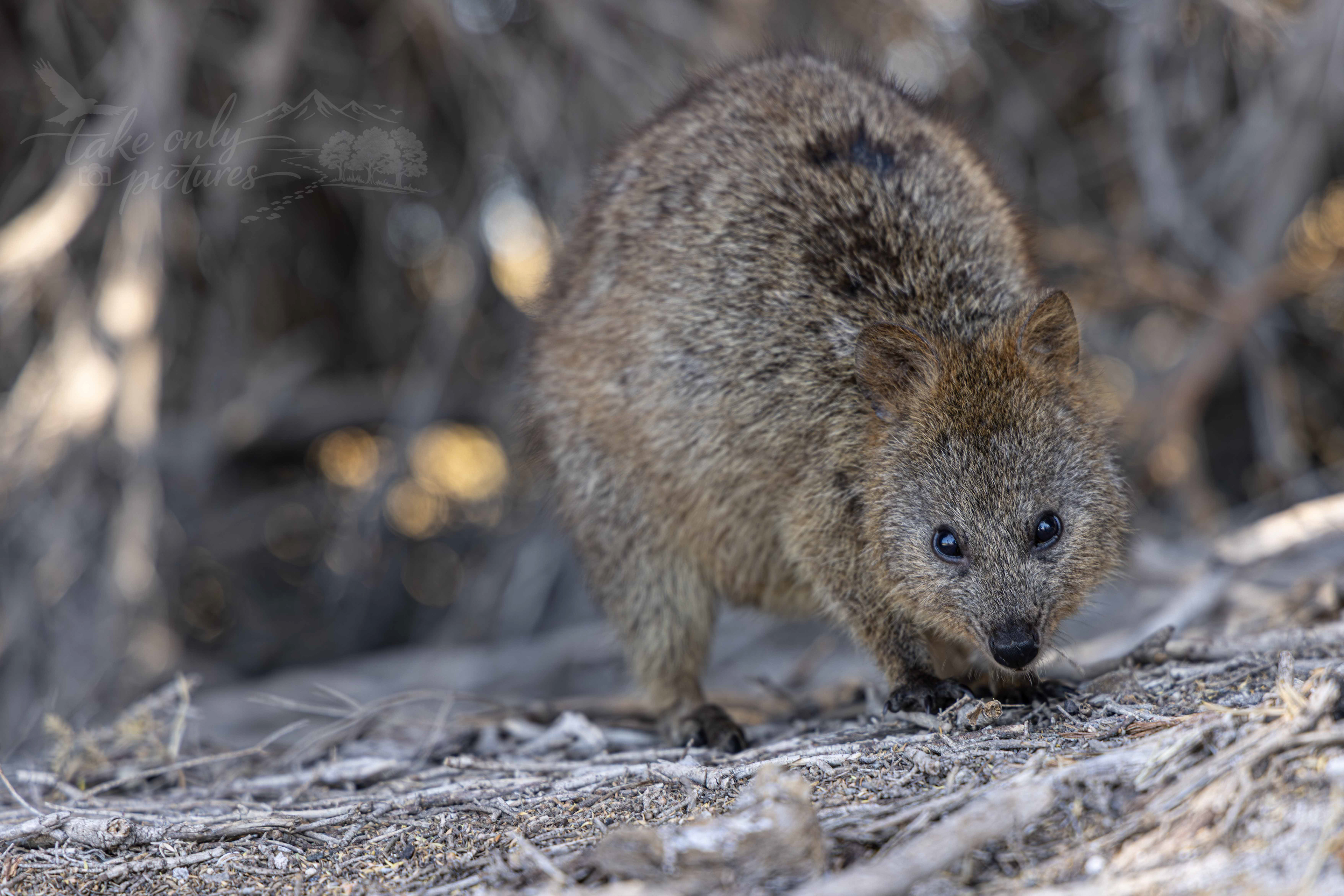 Rottnest Island quokka