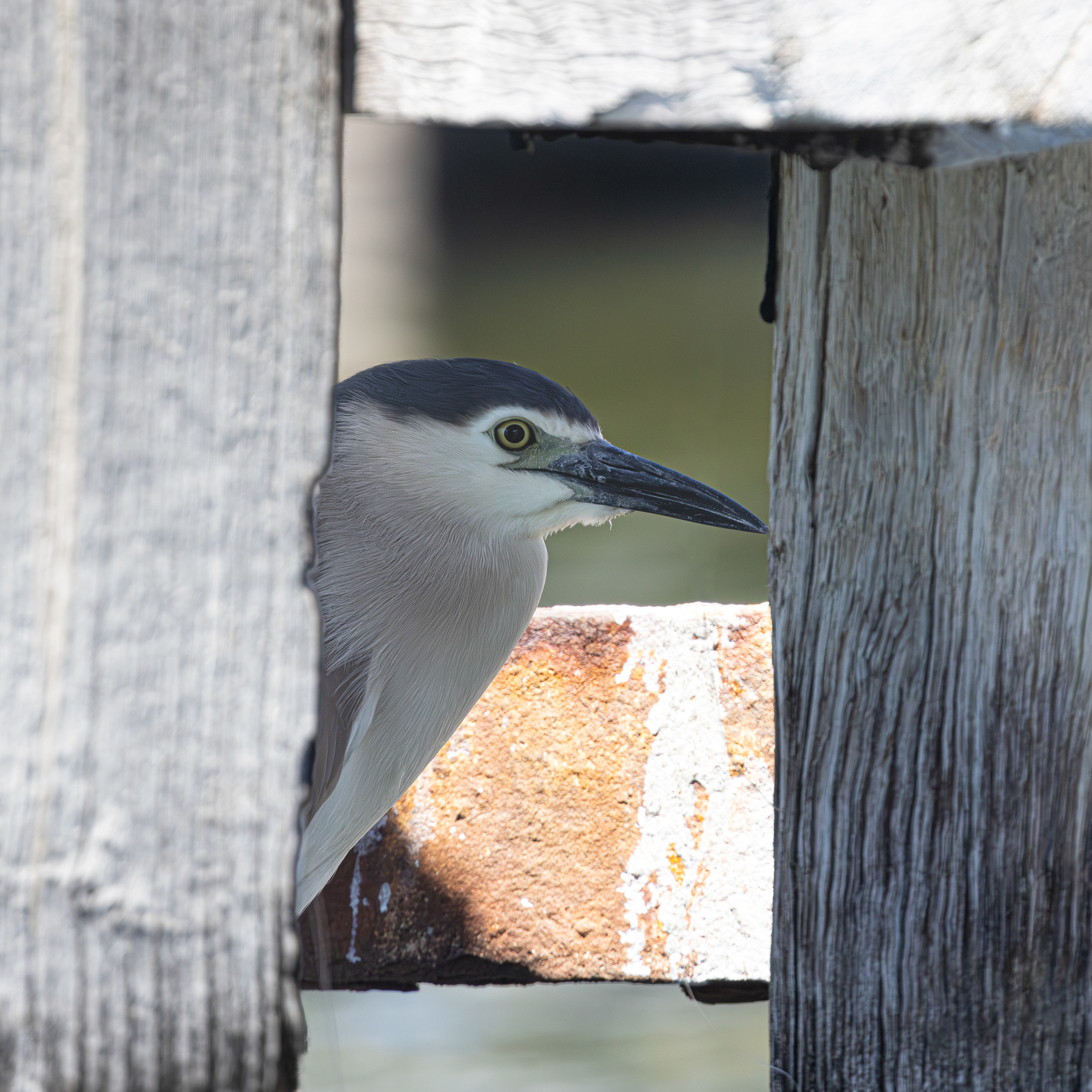 Nankeen night heron, Matilda Bay