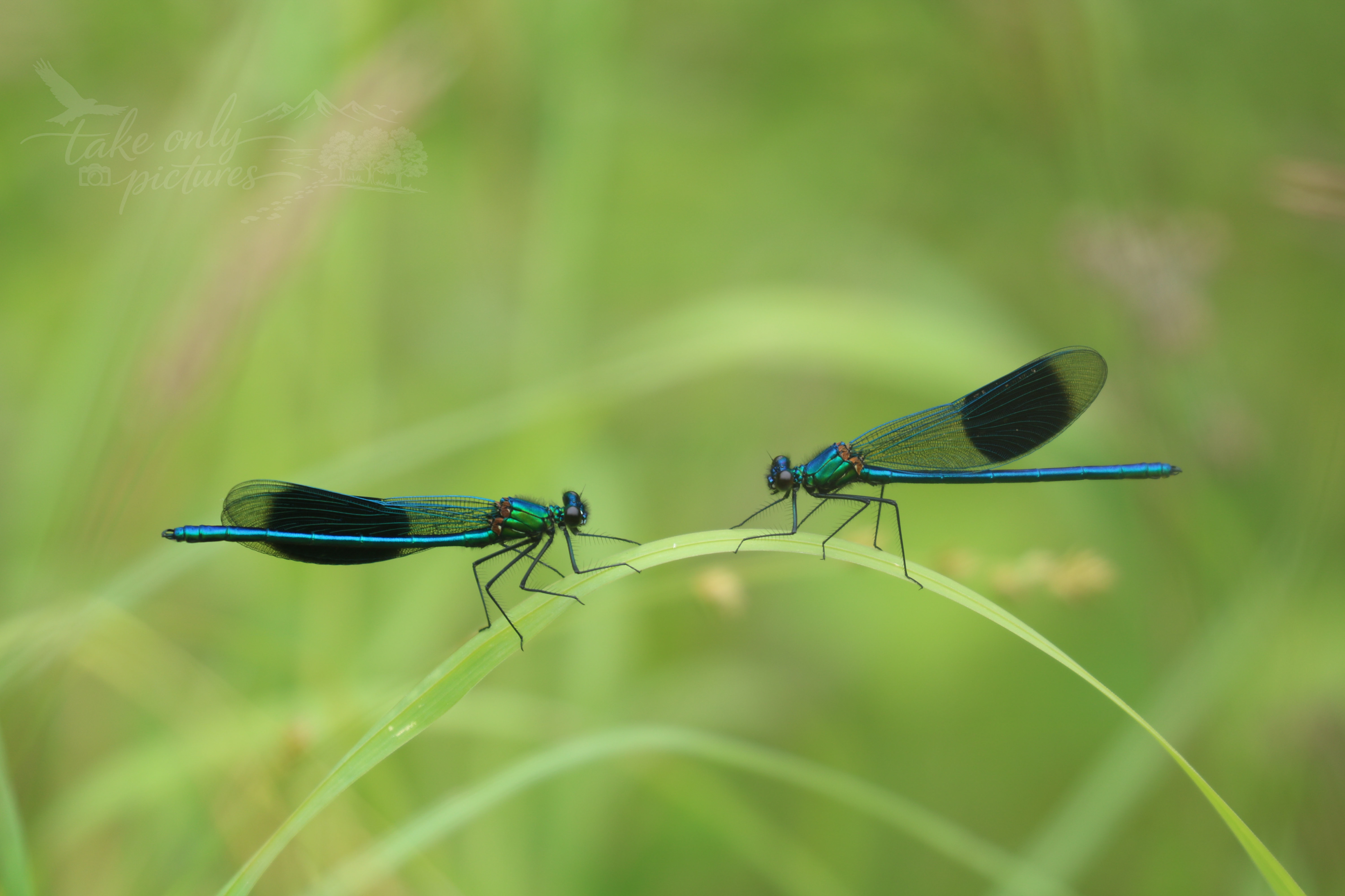 Banded demoiselles, Dixton Local Nature Reserve, Monmouthshire