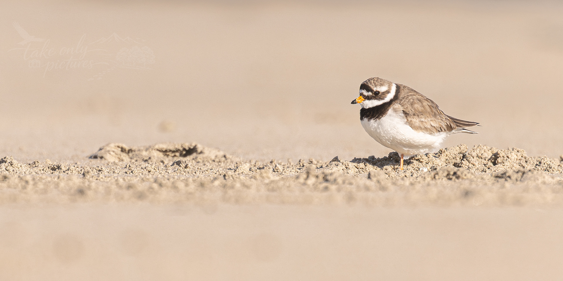 Ringed plover