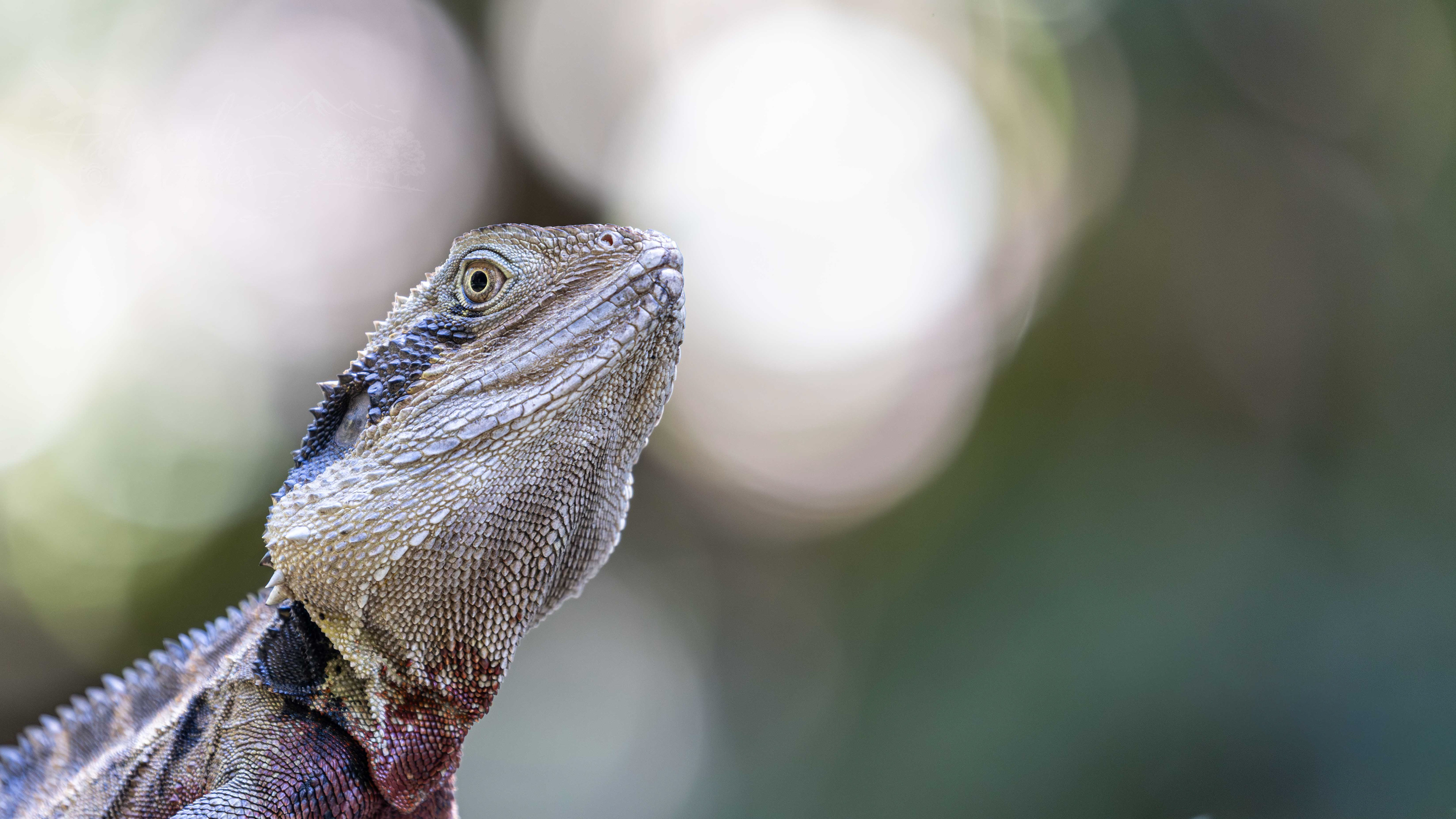 Water dragon, Lane Cove National Park, NSW