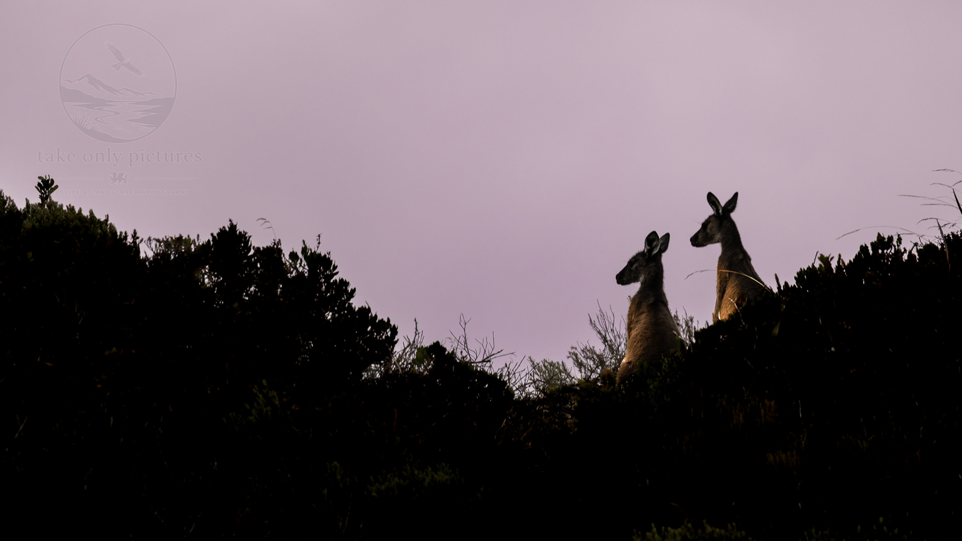 Western grey kangaroos, D'Entrecasteaux National Park, WA