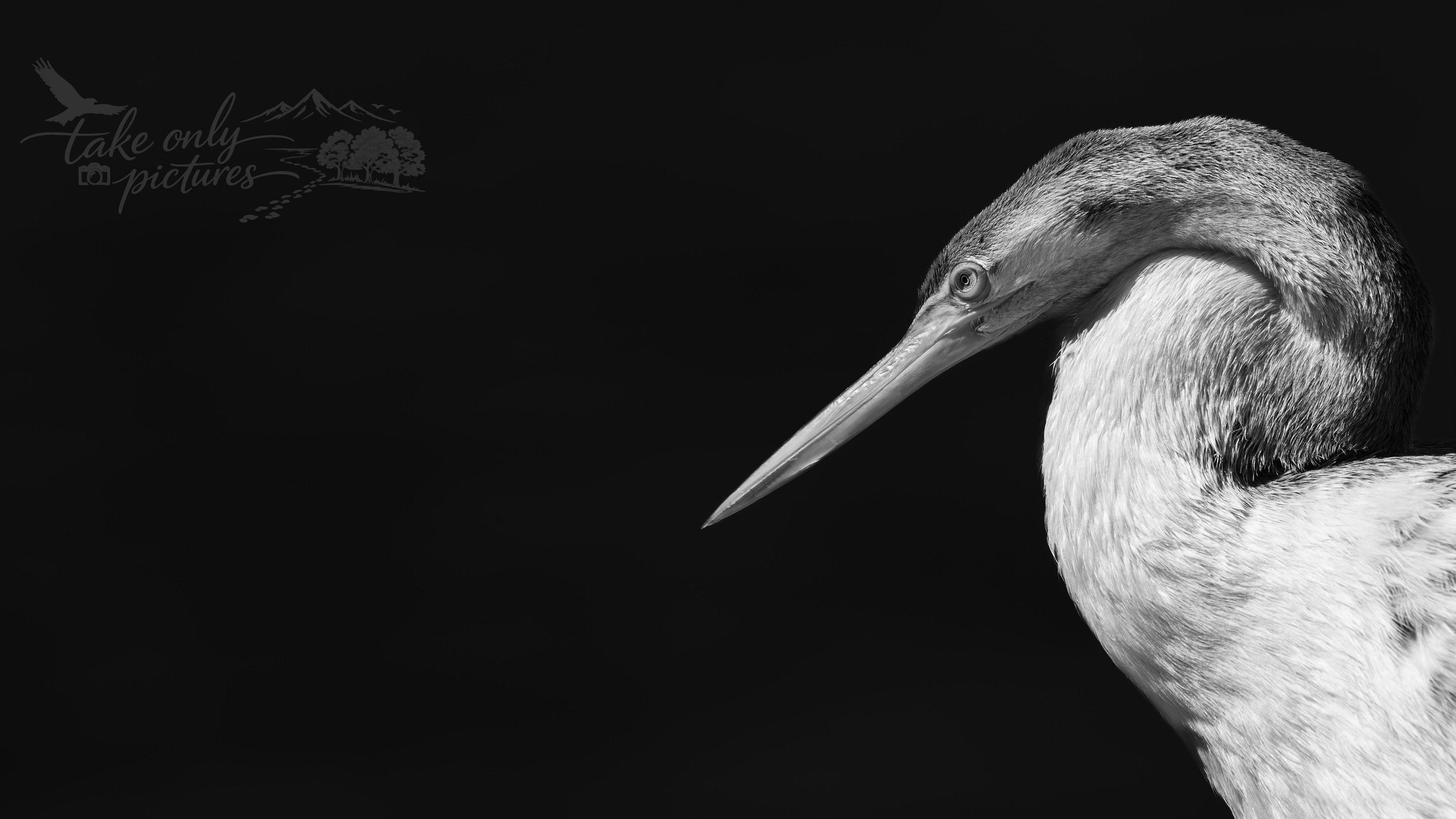 Australasian darter