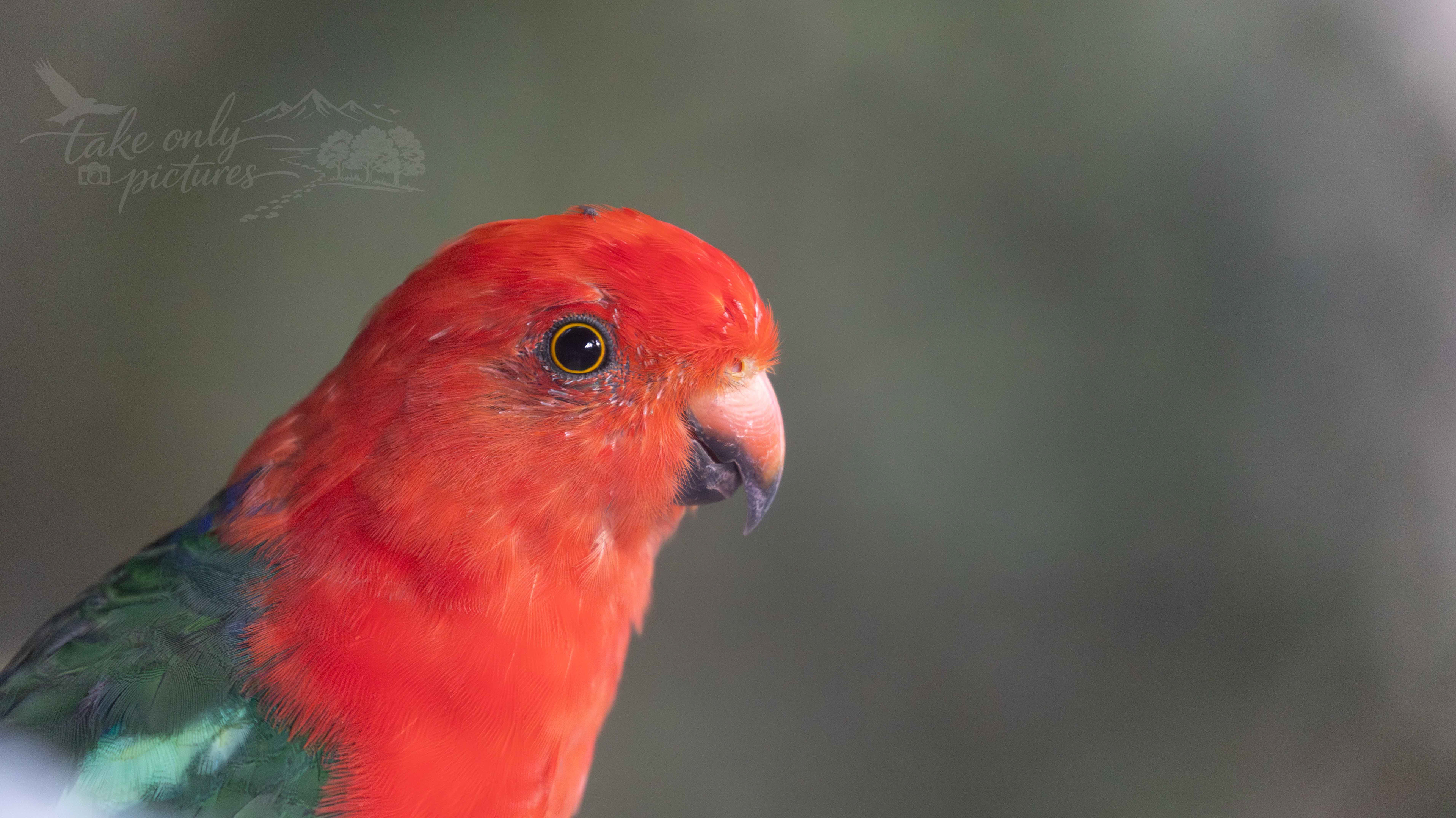 King parrot, Barrington Tops, NSW