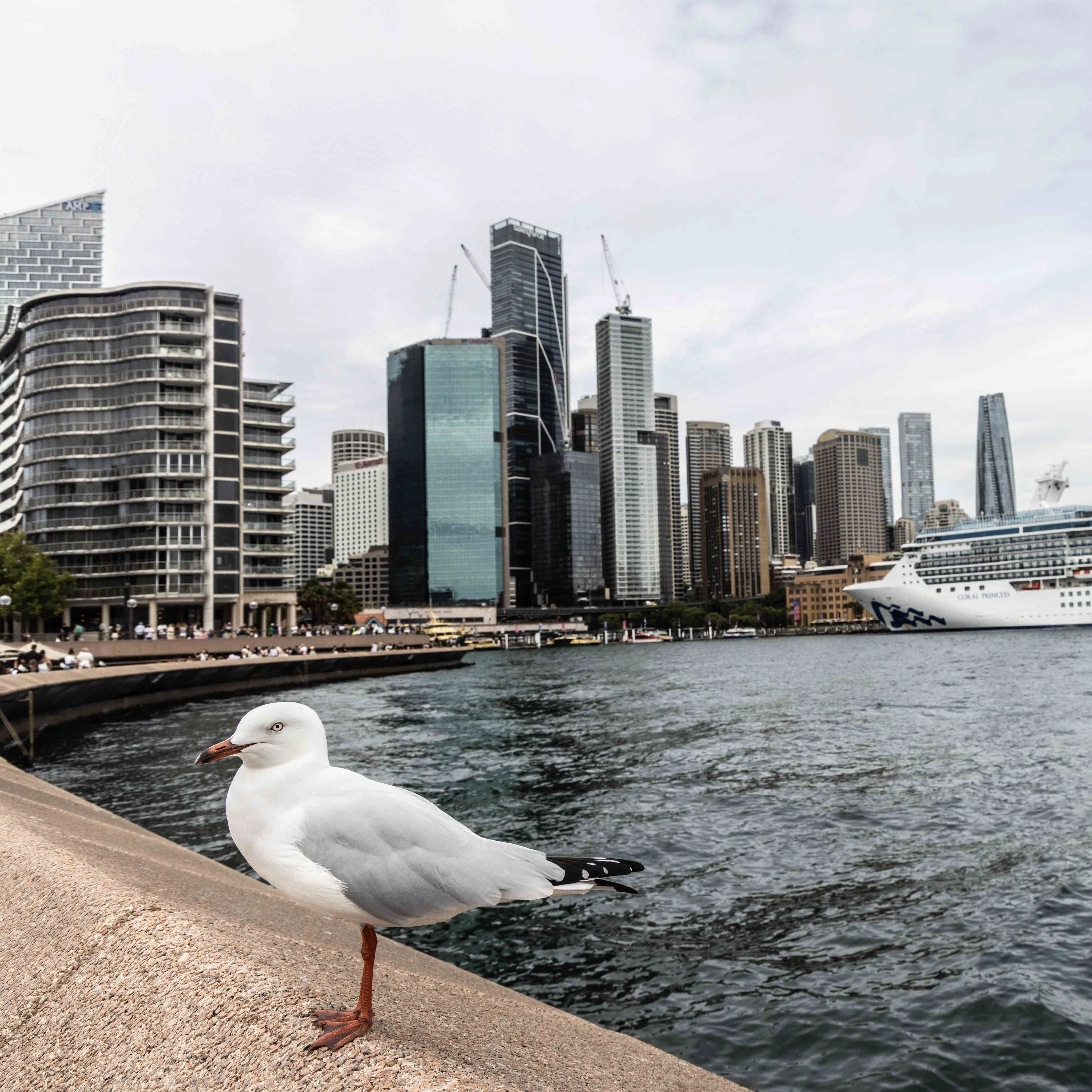 Silver gull, Circular Quay, Sydney, NSW