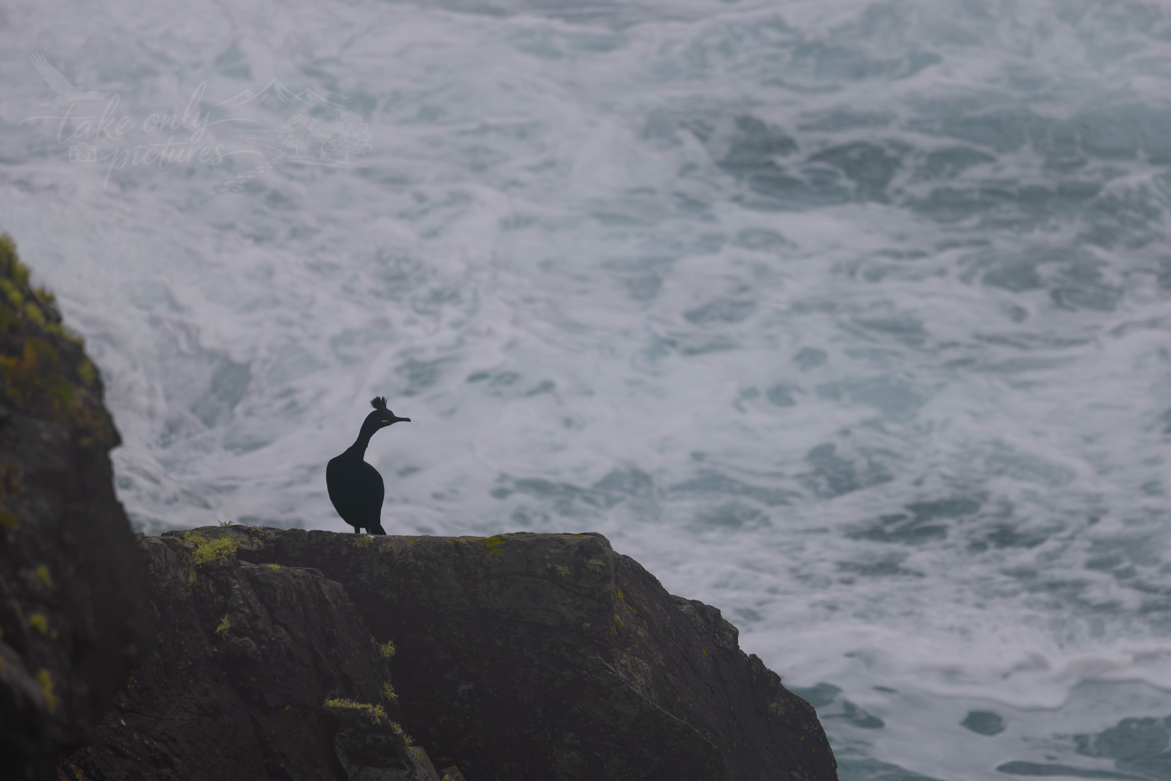 Another shag!