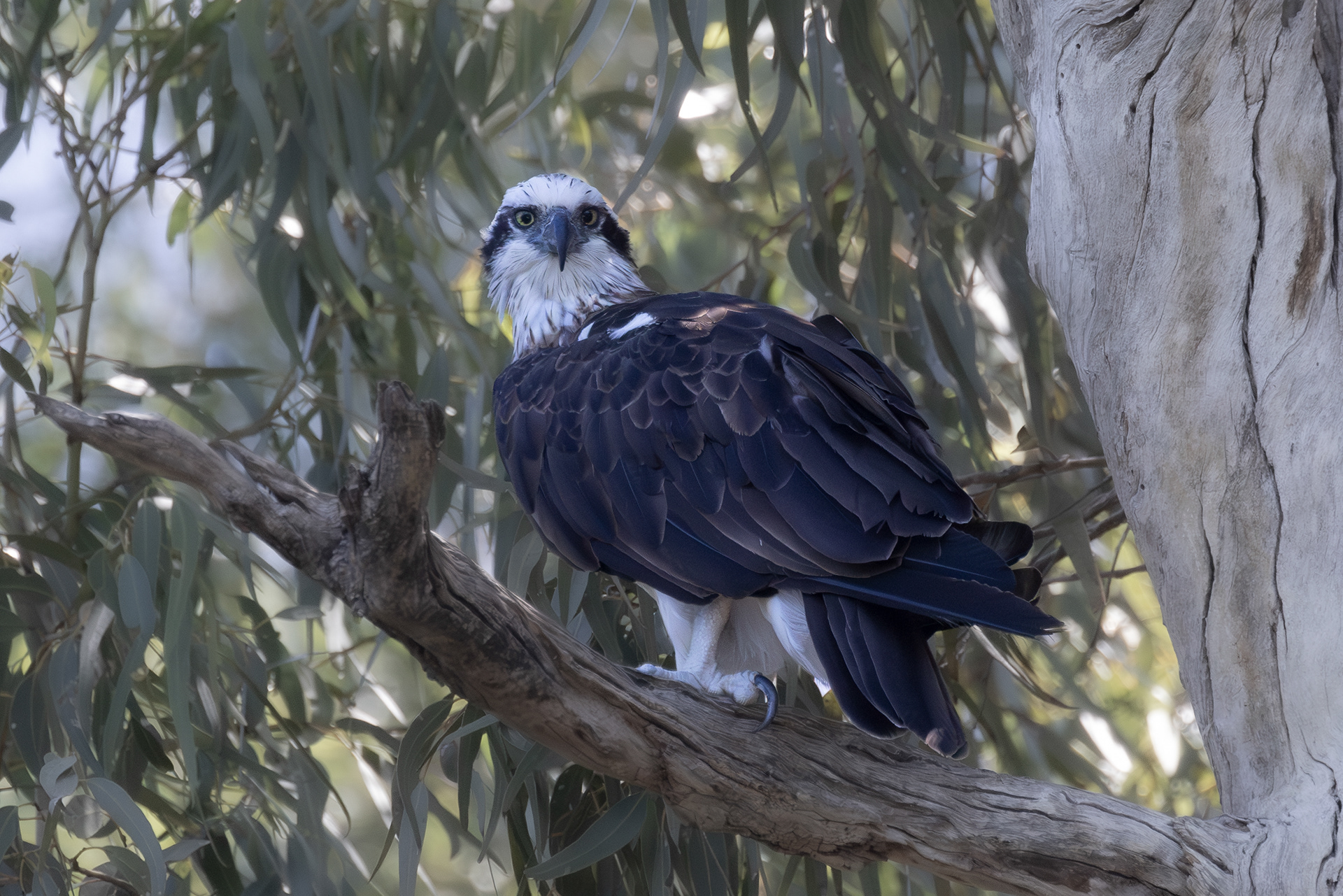 Eastern Osprey, Freshwater Bay