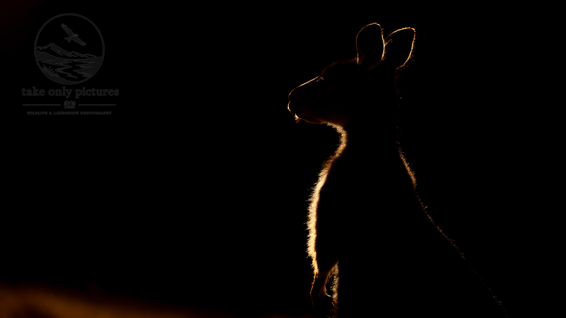Kangaroo Island kangaroo, Kangaroo Island, South Australia 
