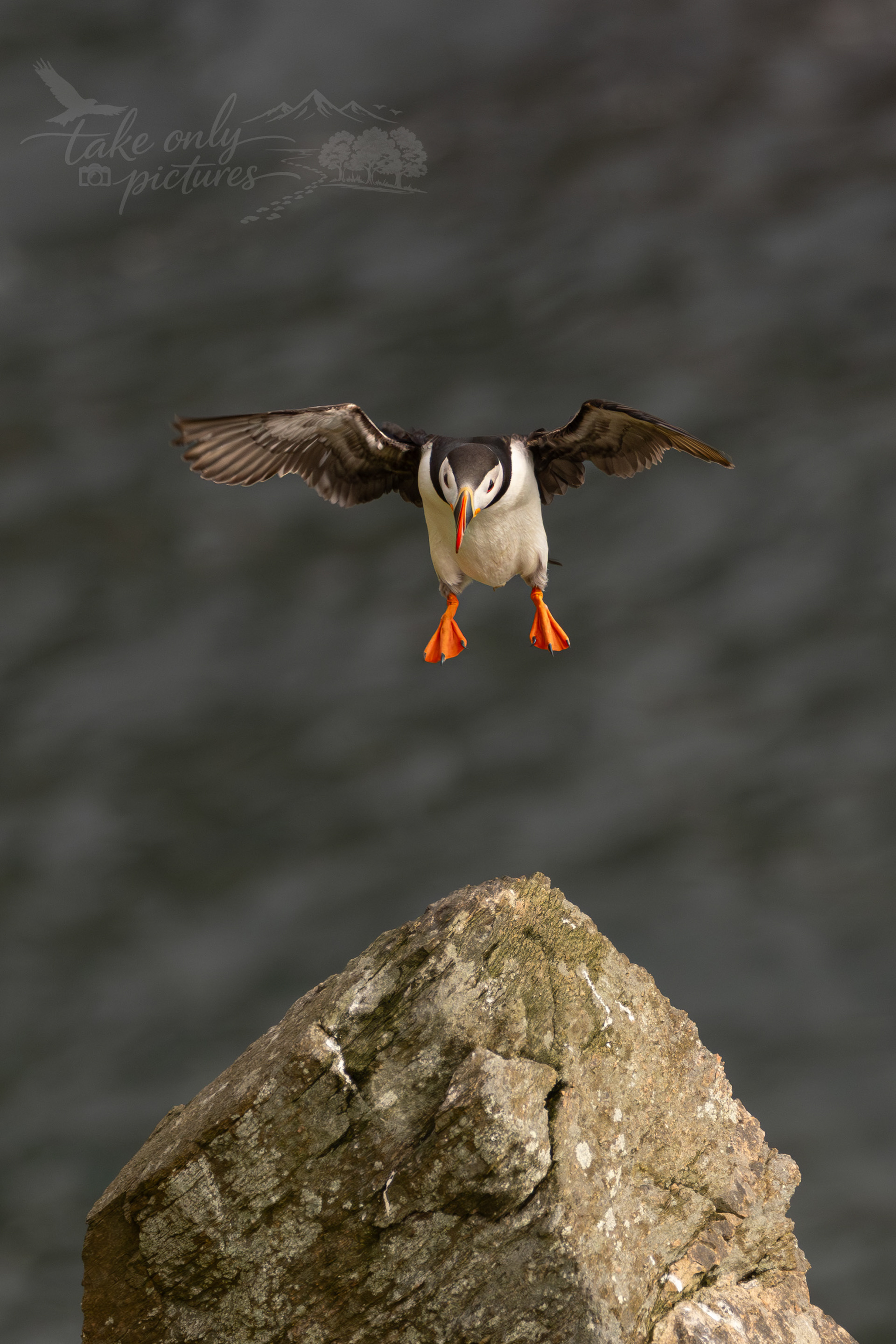 Puffin - Burravoe - Yell