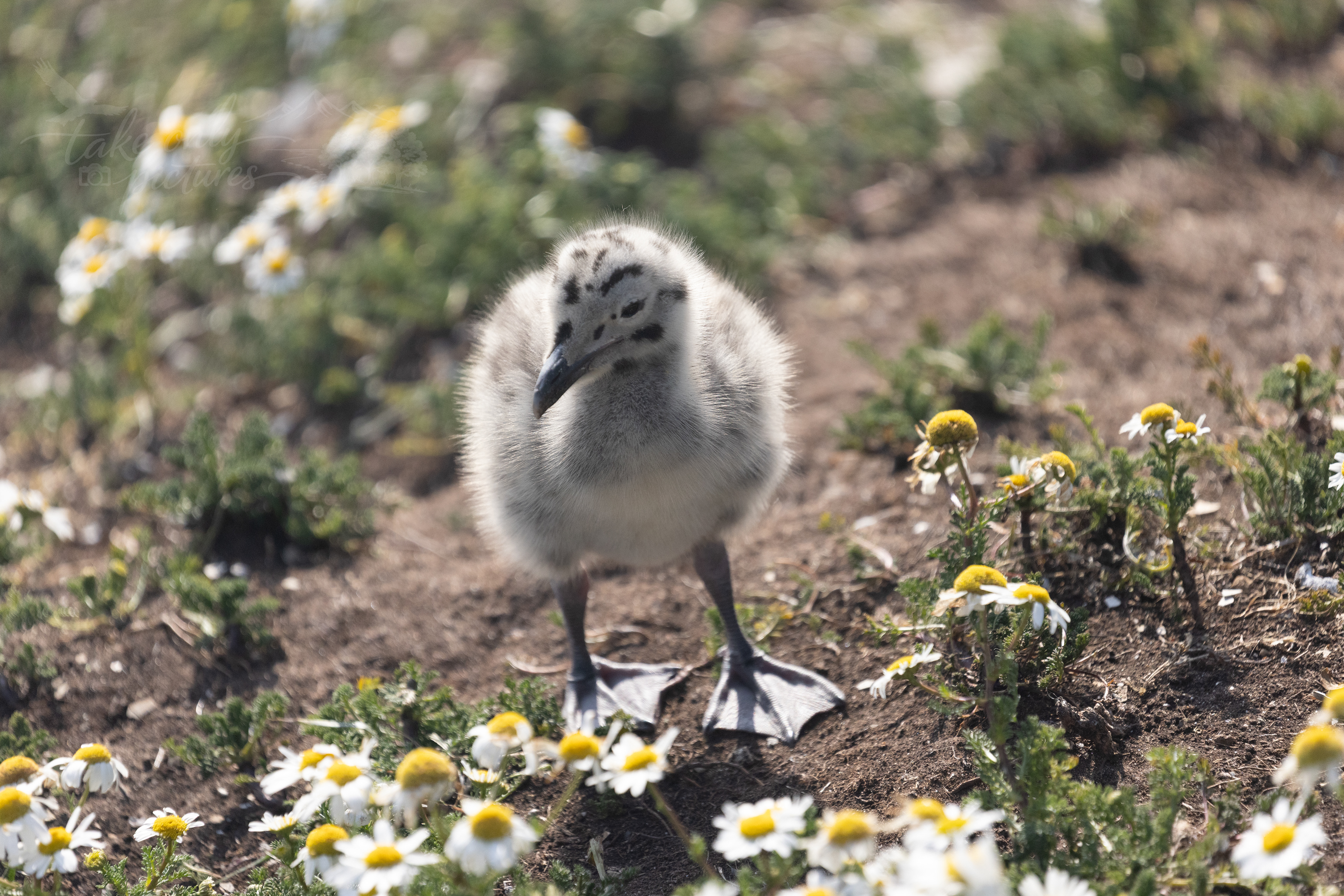 Herring gull chick