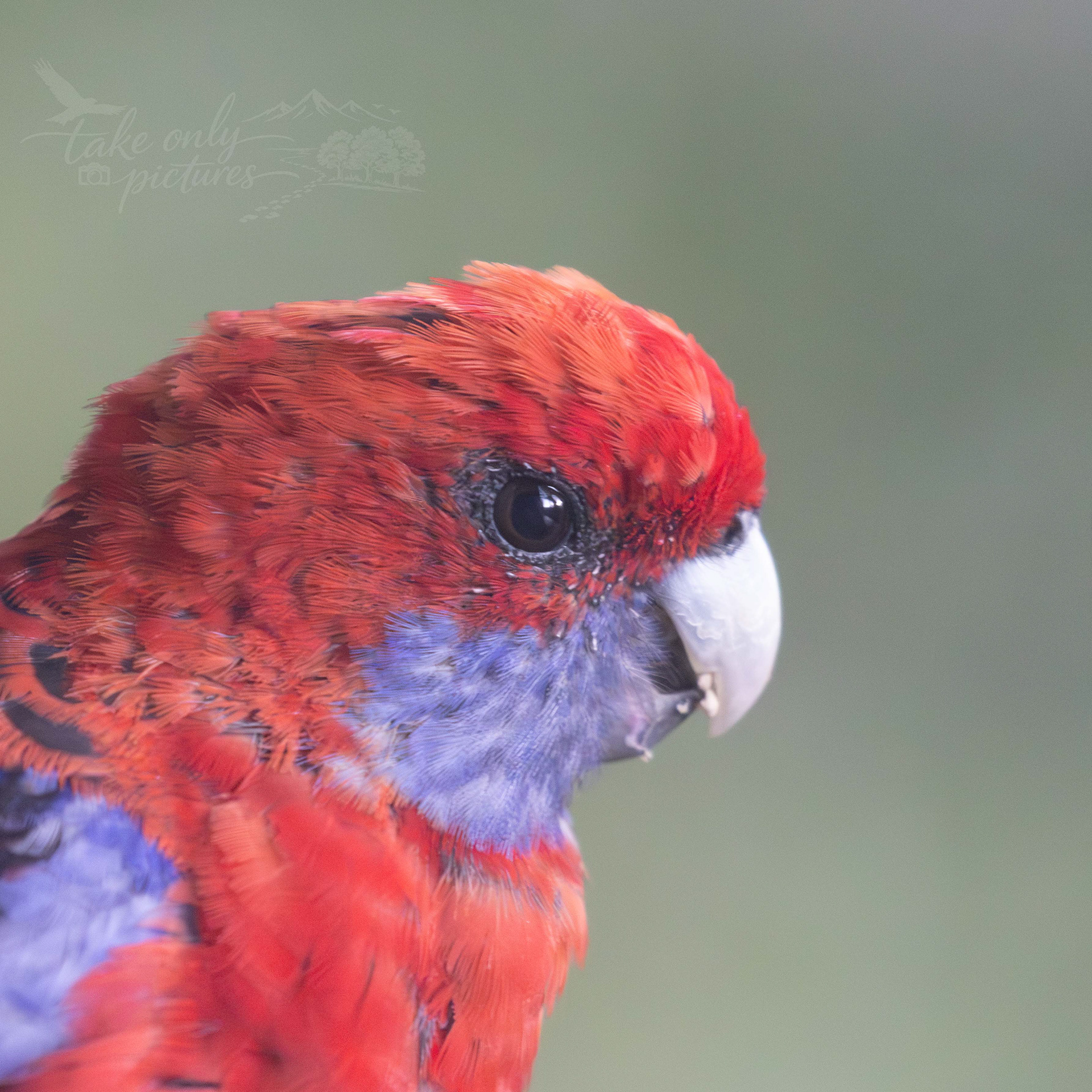 Crimson rosella, Barrington Tops, NSW