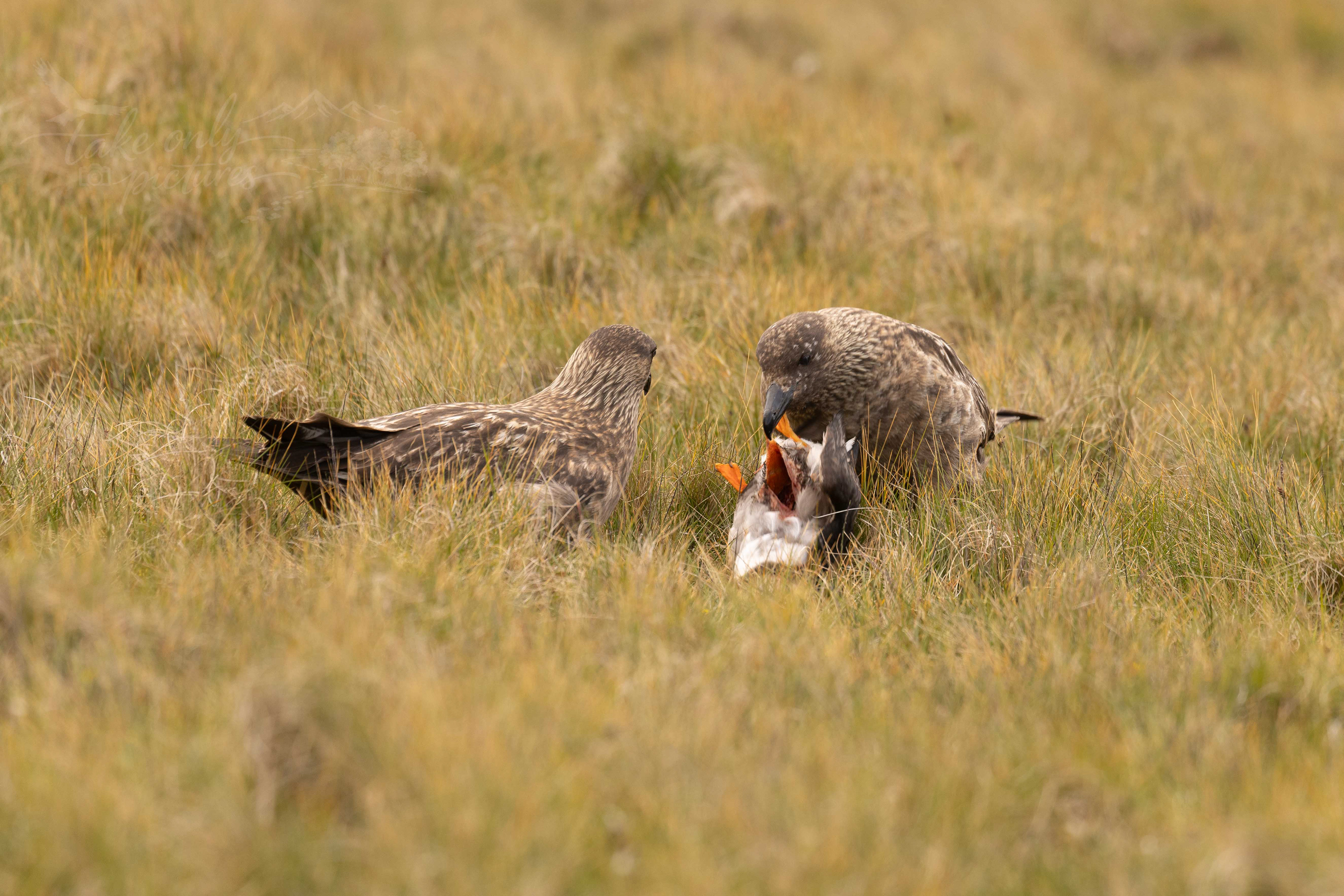 Not a puffin (and a couple of bones - Hermaness NNR, Unst