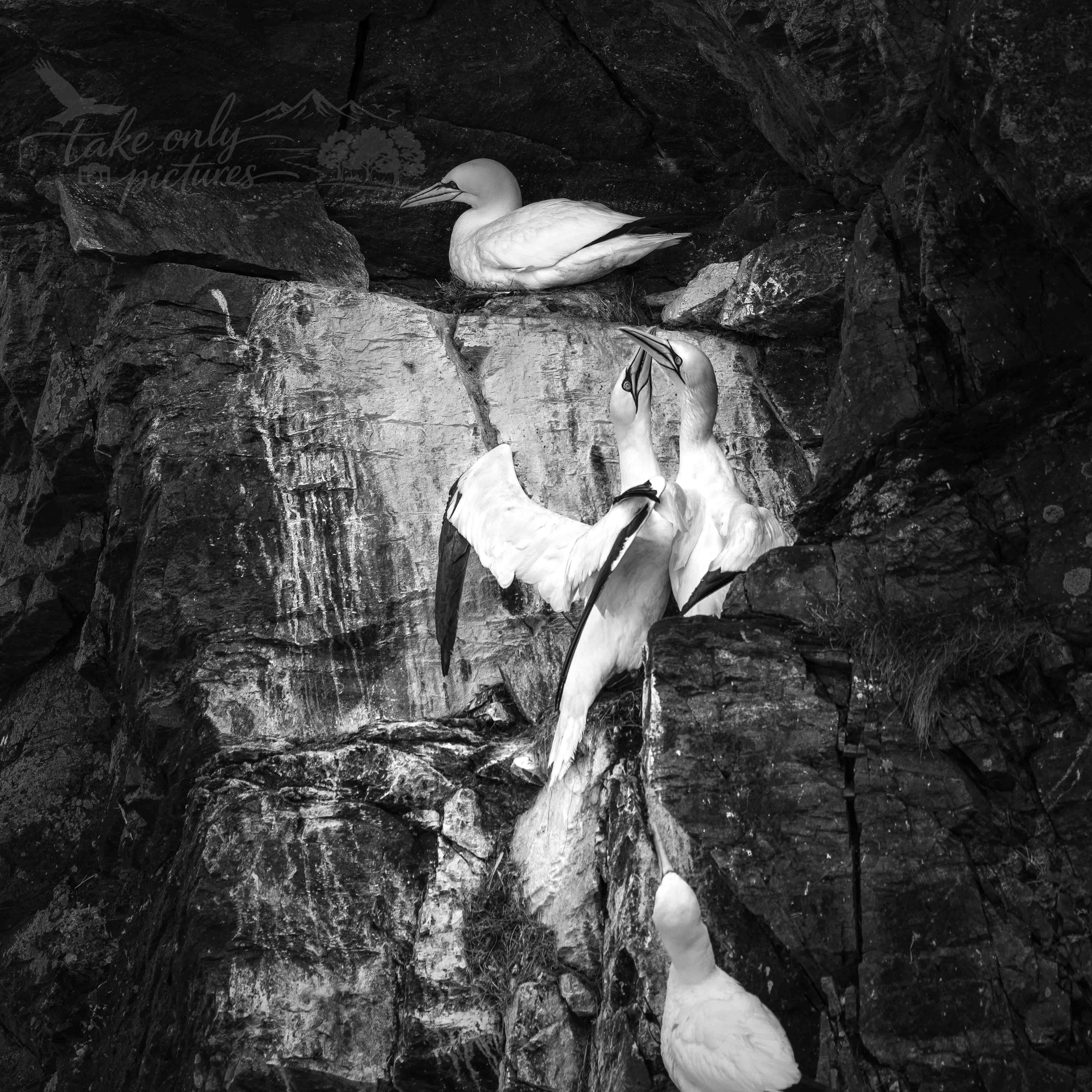 Northern gannets - Hermaness NNR, Unst