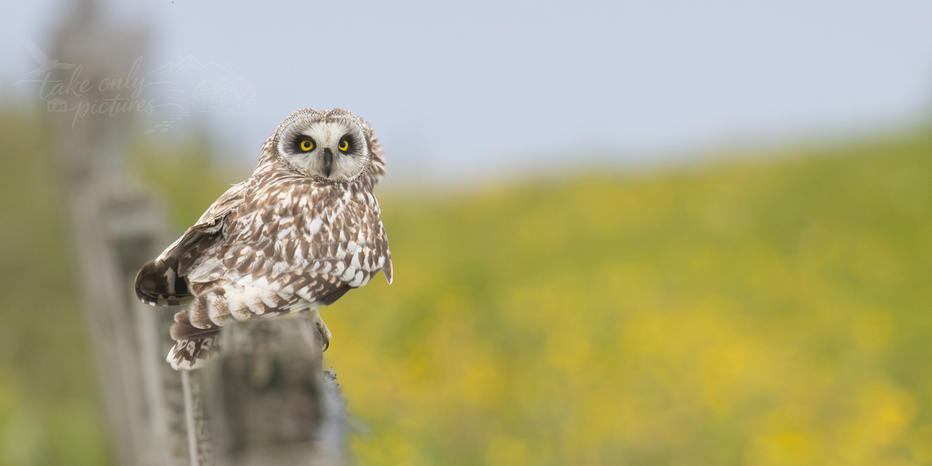Long-eared owl, Northside, Orkney