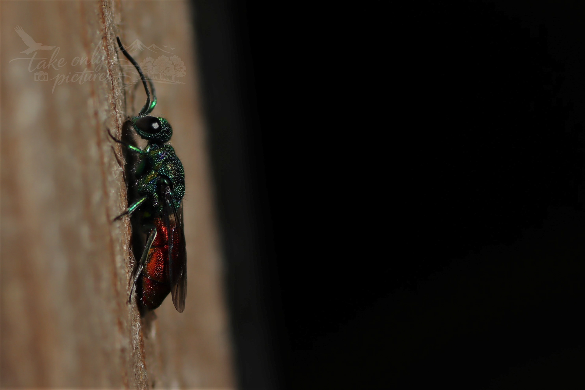 Ruby-tailed wasp, Plyg y Rhyw, Sir Gaerfyrddin