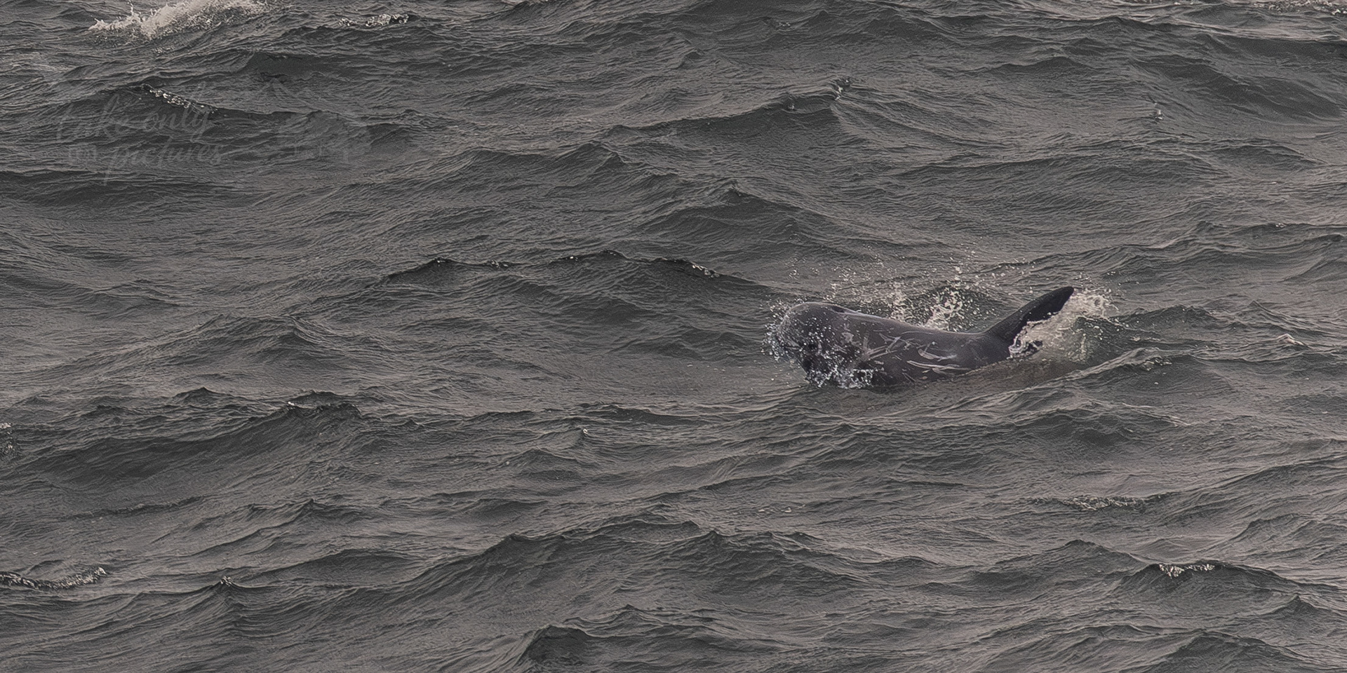 Rizzo's dolphin (an accidental shot - I was photographing the bonnie out of frame!)
