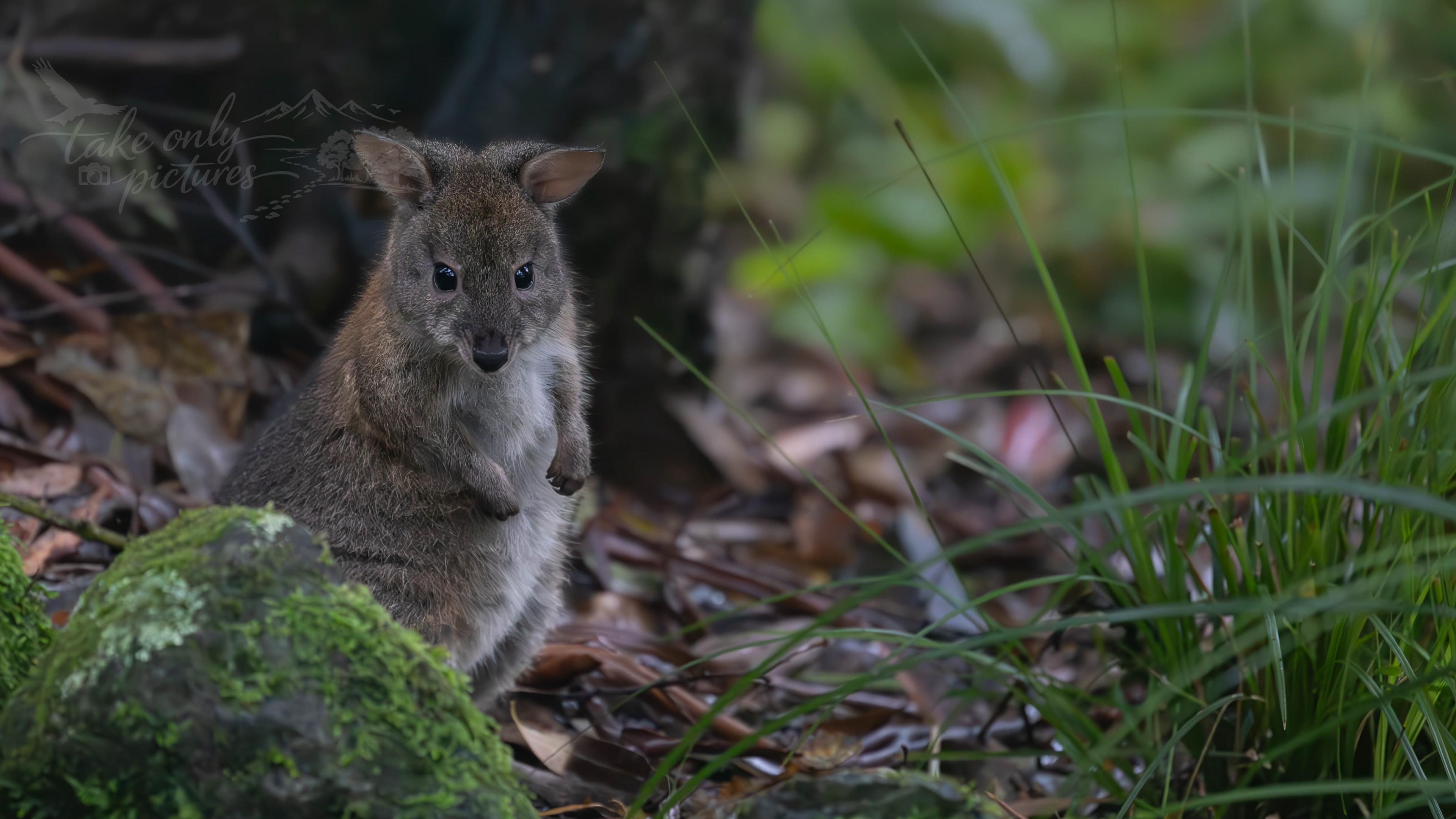 Pademelon joey, Barrington Tops, NSW