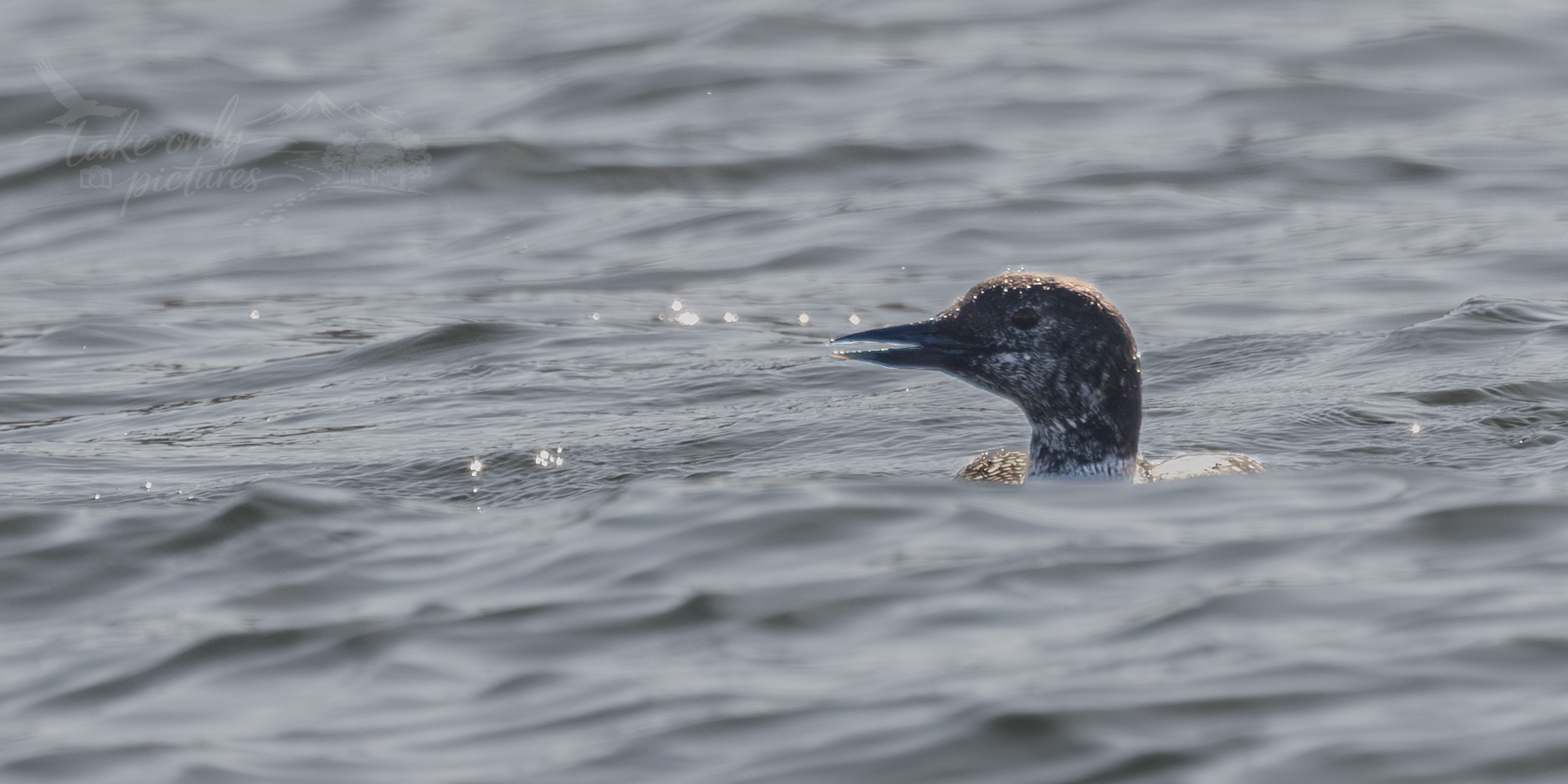 Great Northern Diver