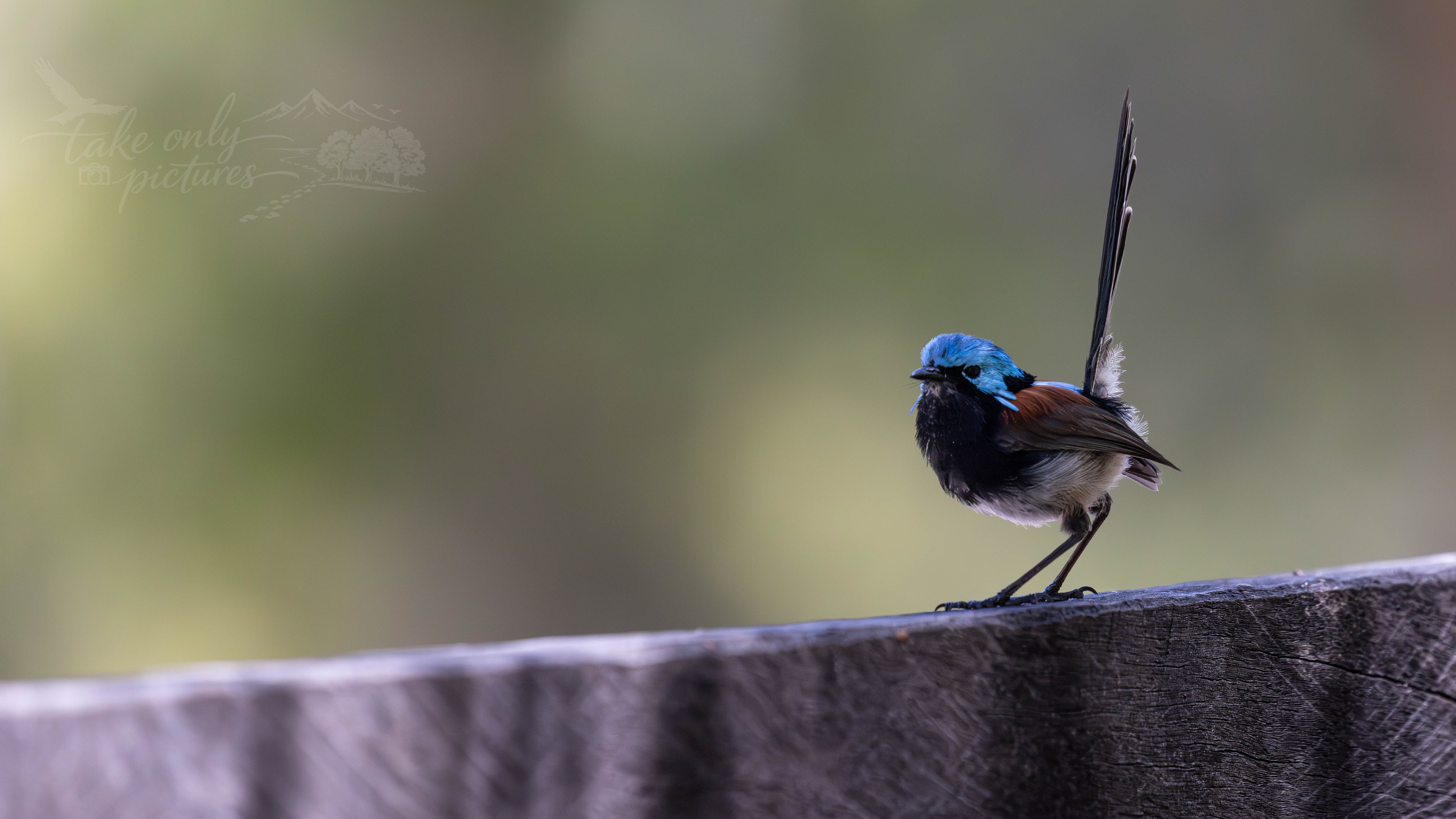 Red-winged fairy wren, Beedlup National Park, WA