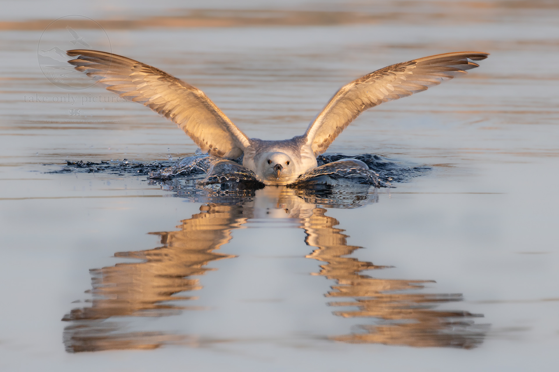 Fulmar X-wing, Pool of Vickie, Shetland