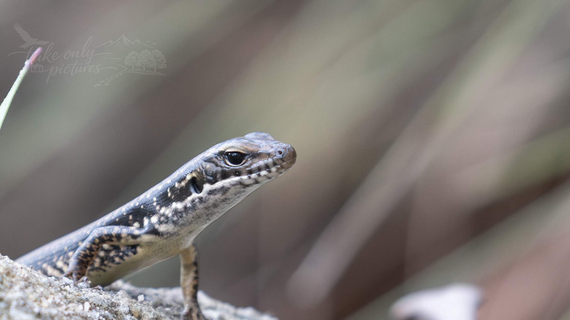 Eastern water skink, Blue Mountains, NSW