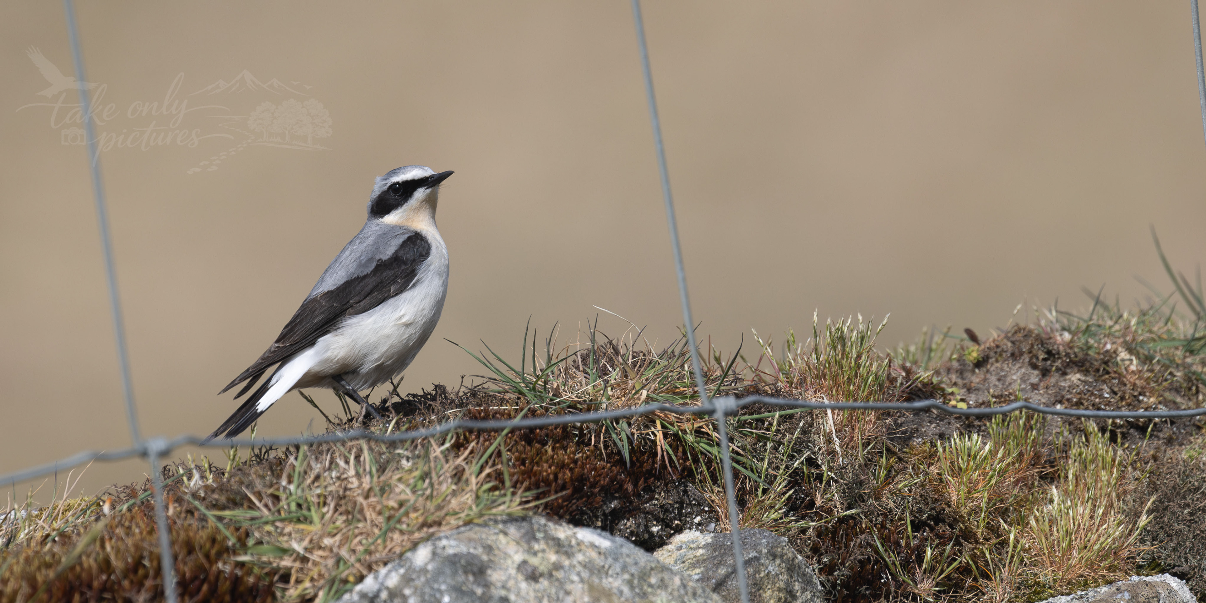 Wheatear