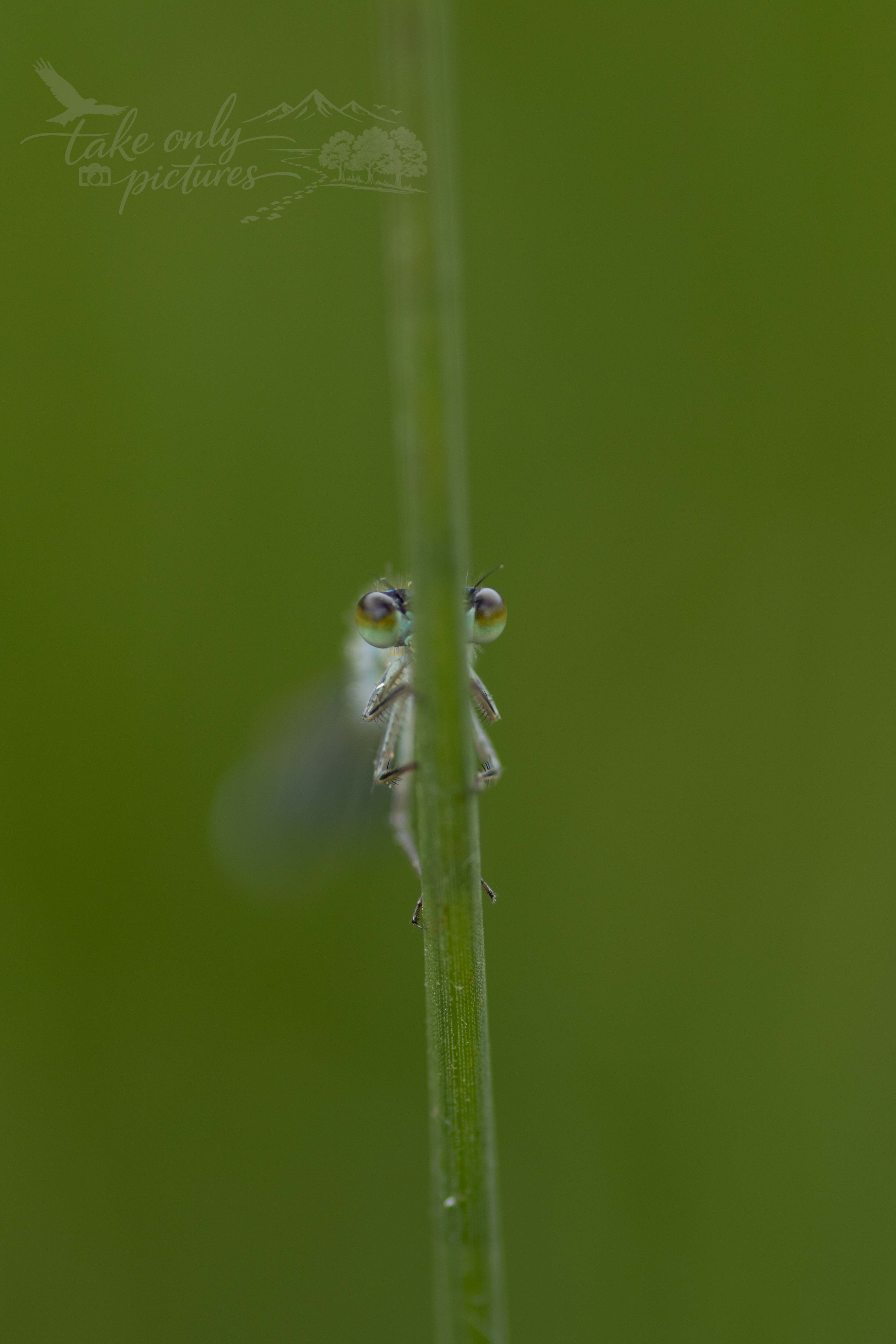 Damselfly, Dowrog Common, Pembrokeshire
