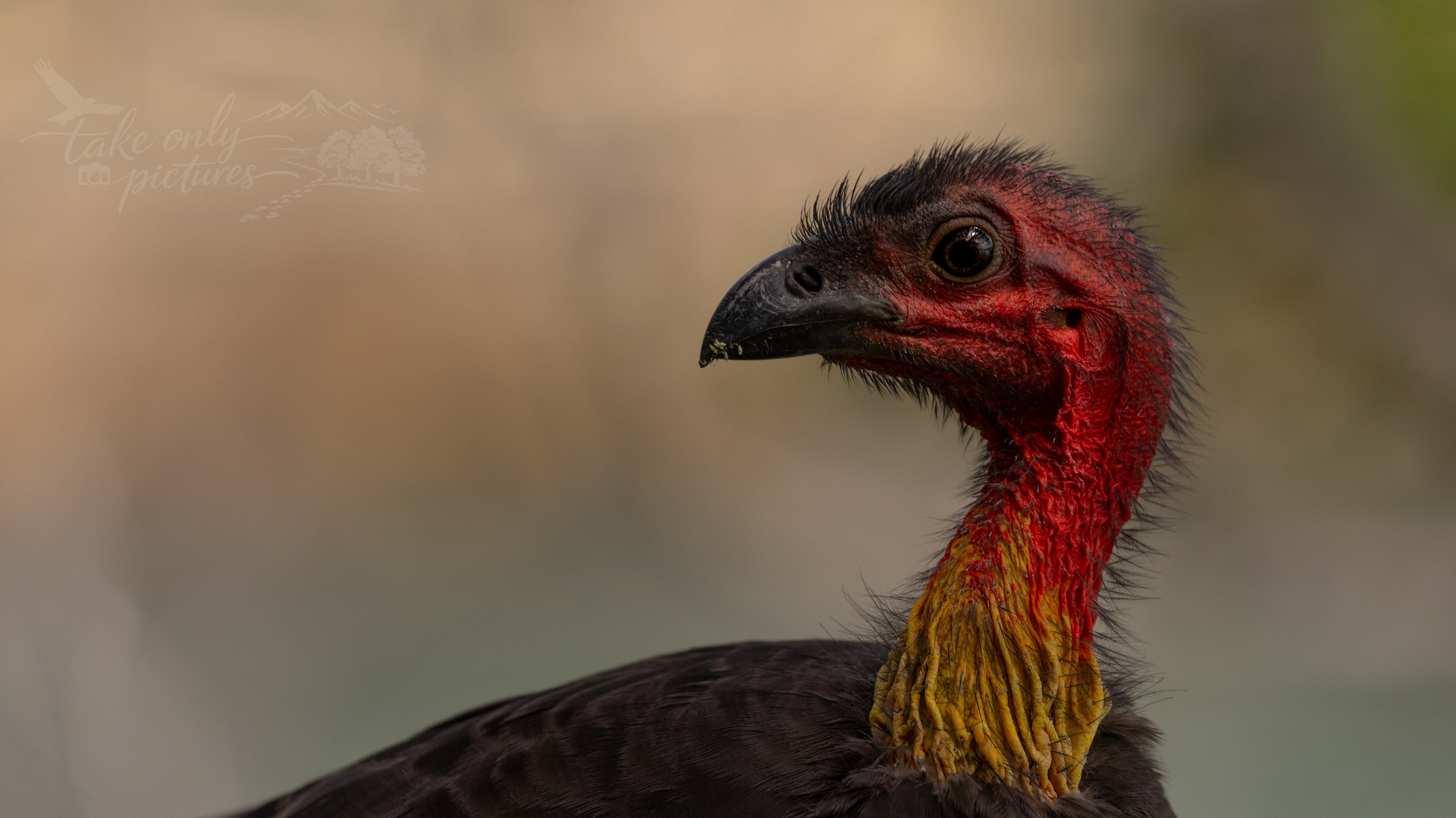 Brush turkey, Shelly Beach, NSW