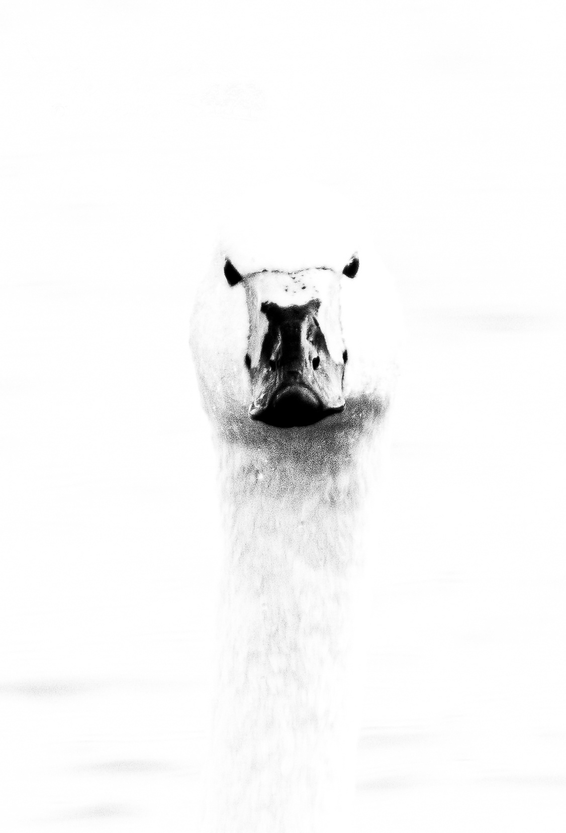 Berwick Swan, Slimbridge, Gloucestershire