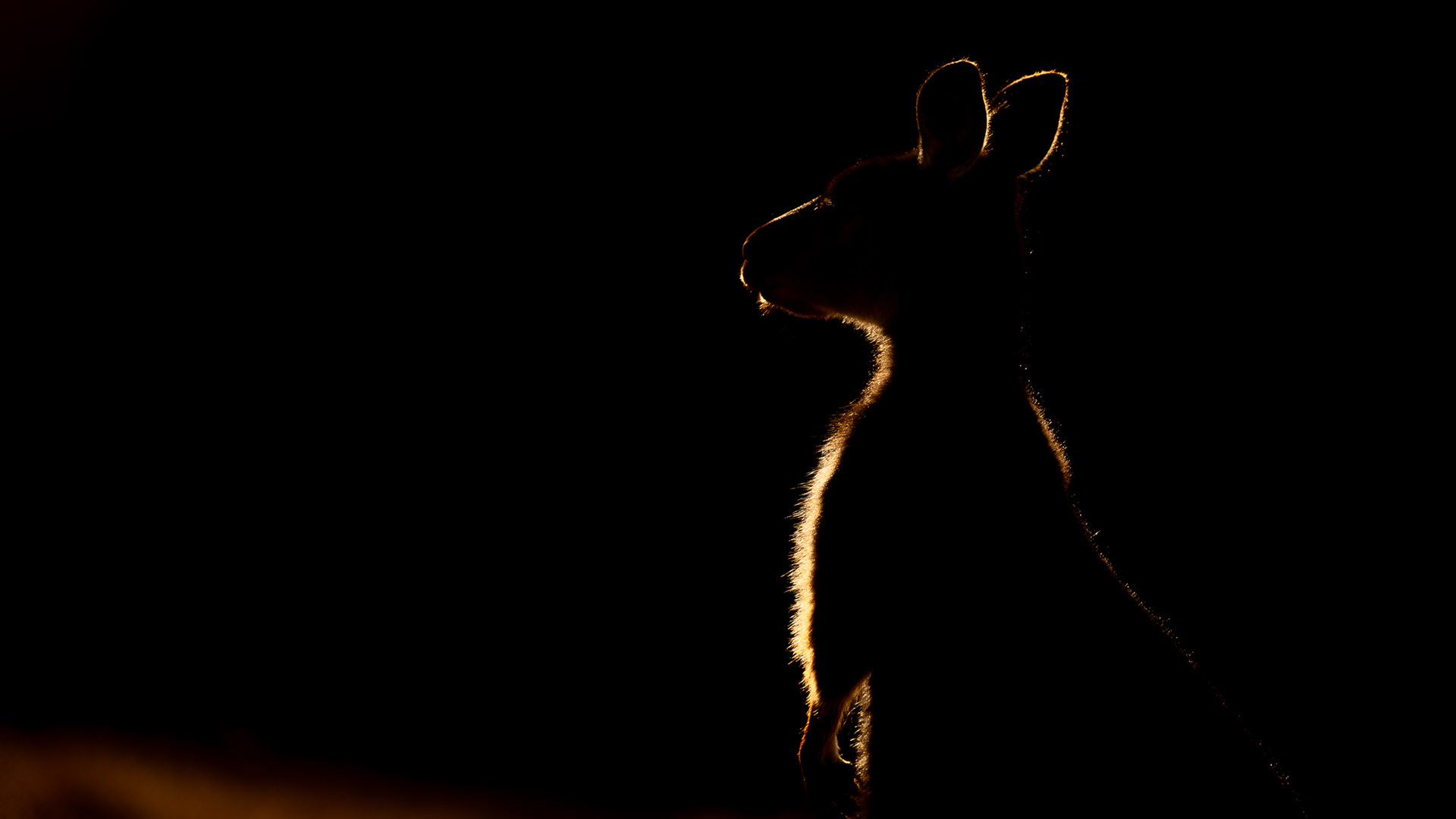 Kangaroo Island kangaroo, Kangaroo Island, South Australia