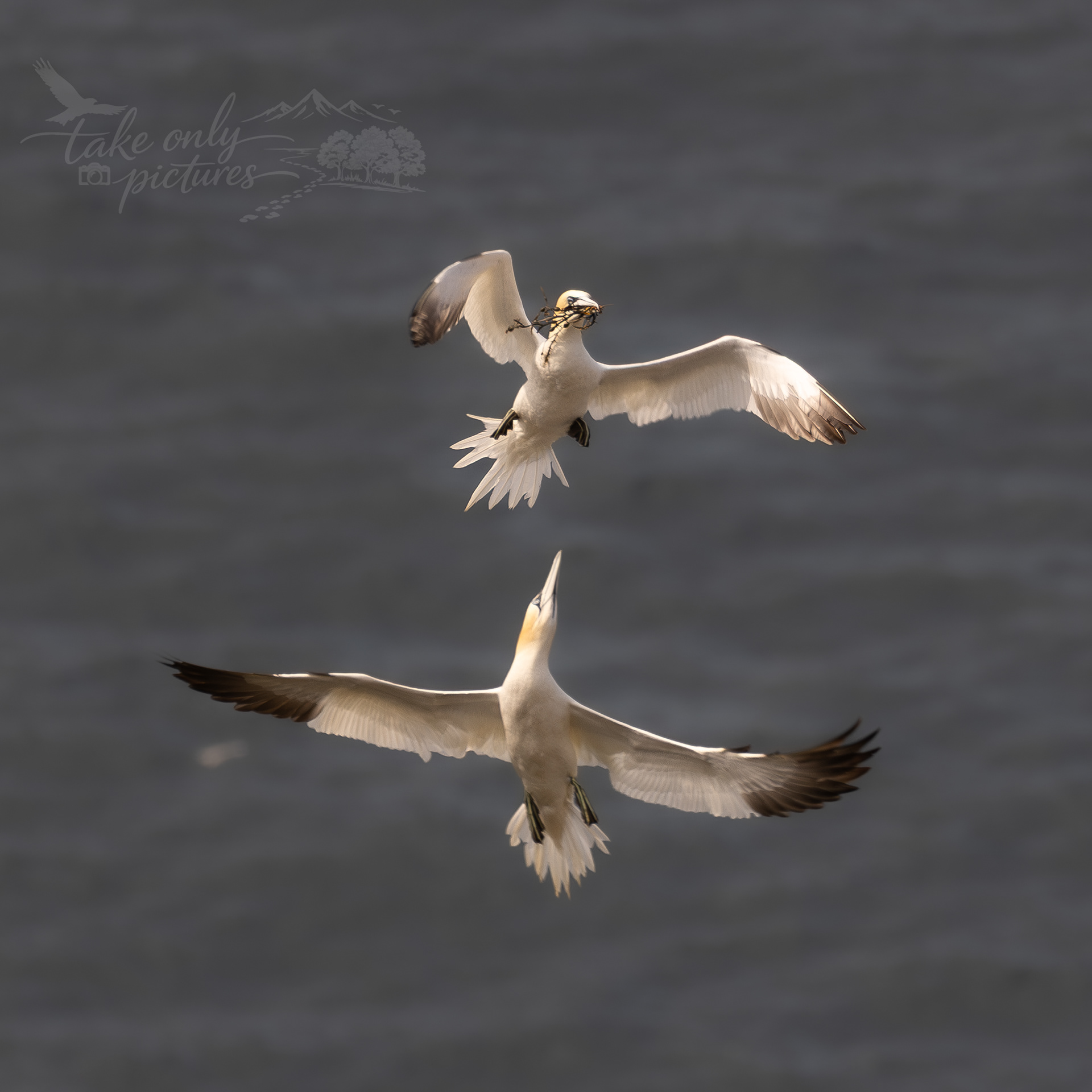 Squabbling over nesting material - Hermaness NNR, Unst