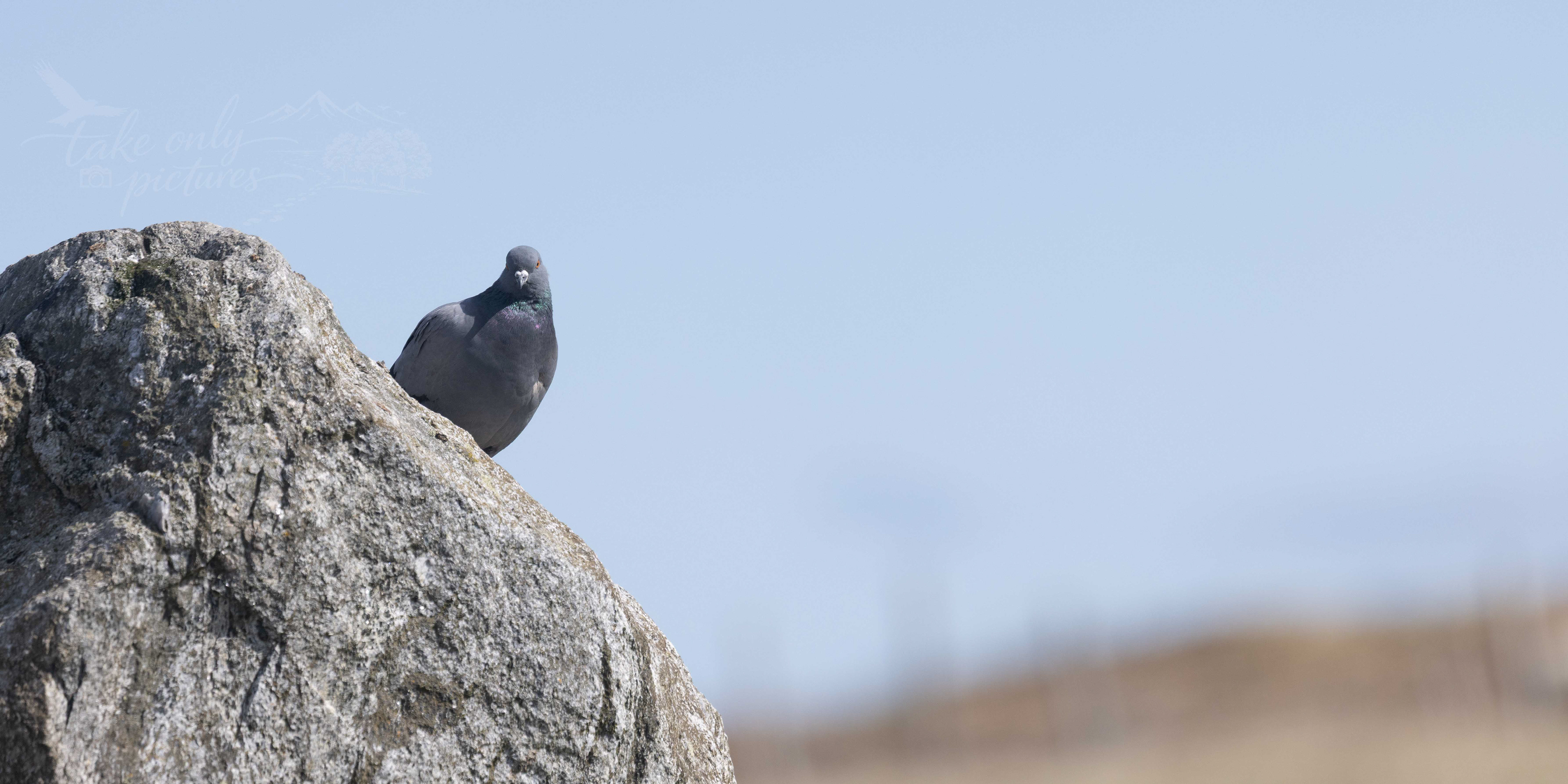 Rock dove (the original pigeon!)