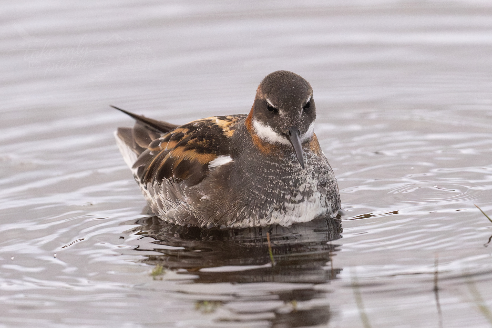 One of UK's rarest - Red-necked phalarope, Hermaness NNR, Unst