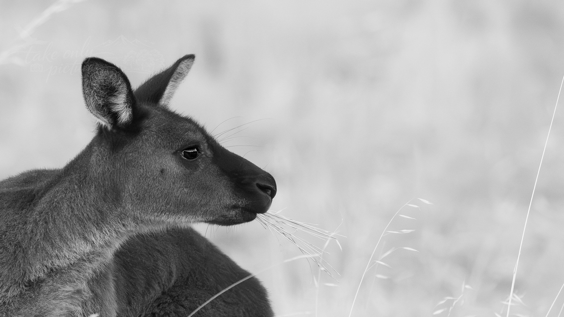 Kangaroo Island kangaroo, Kangaroo Island, South Australia