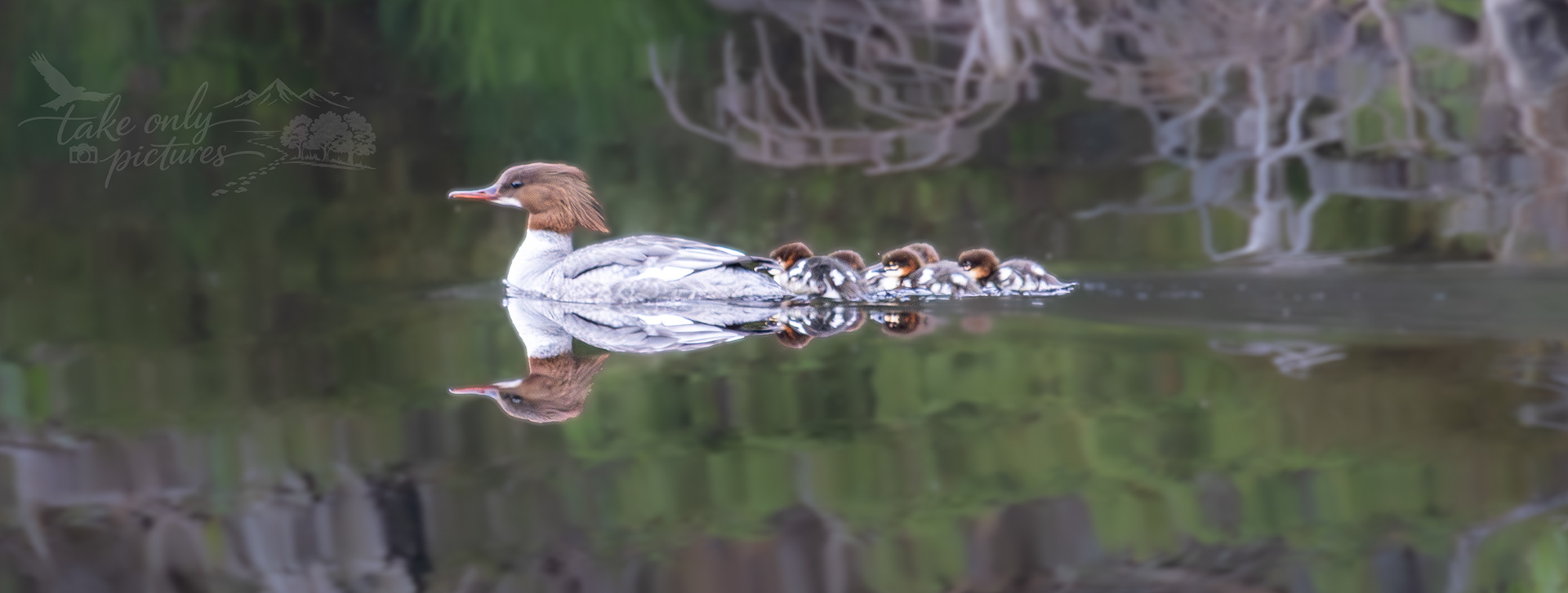 Loch Garten Kindergarten - female goosander and chicks - Loch Garten