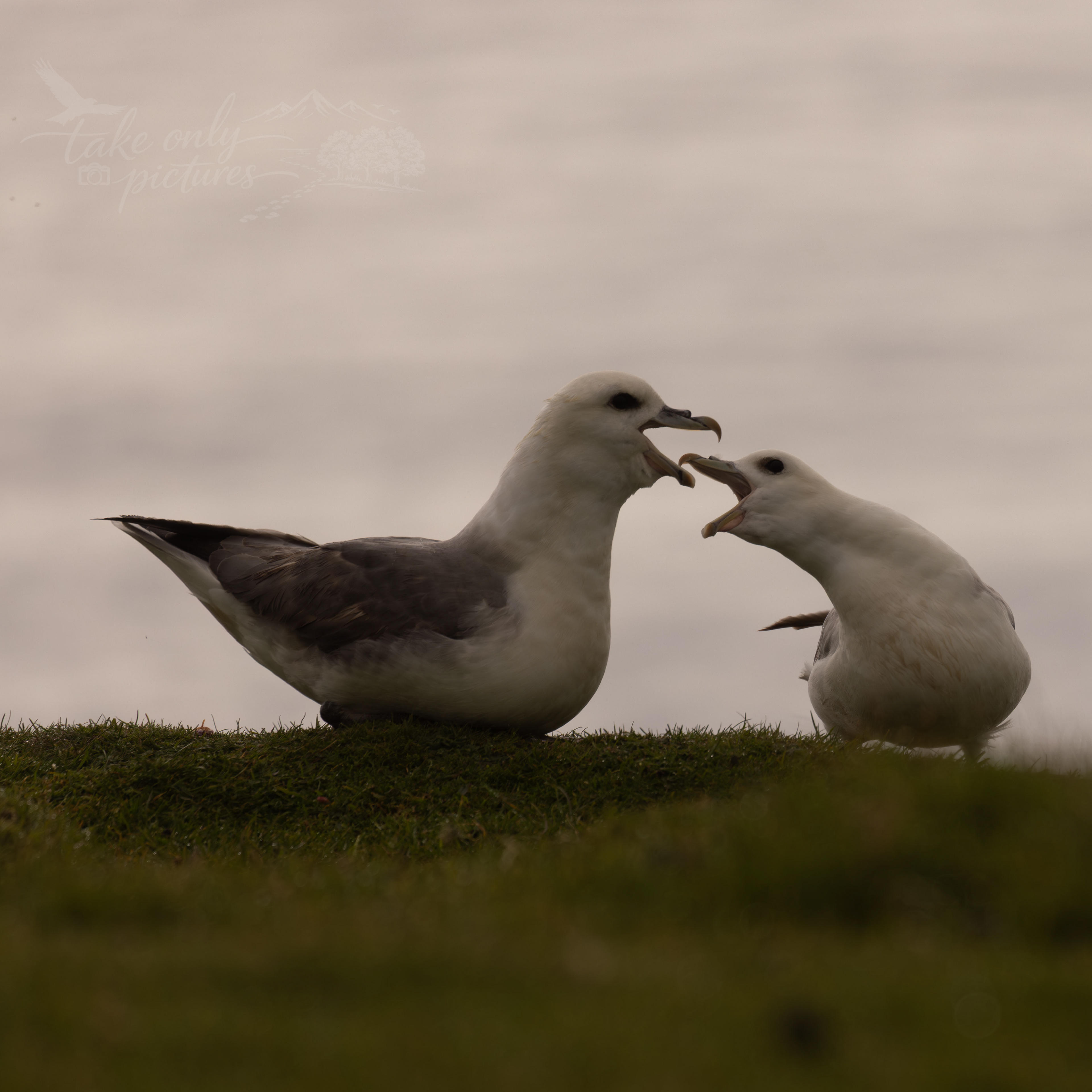 Bickering fulmars - Sand Wick, Unst