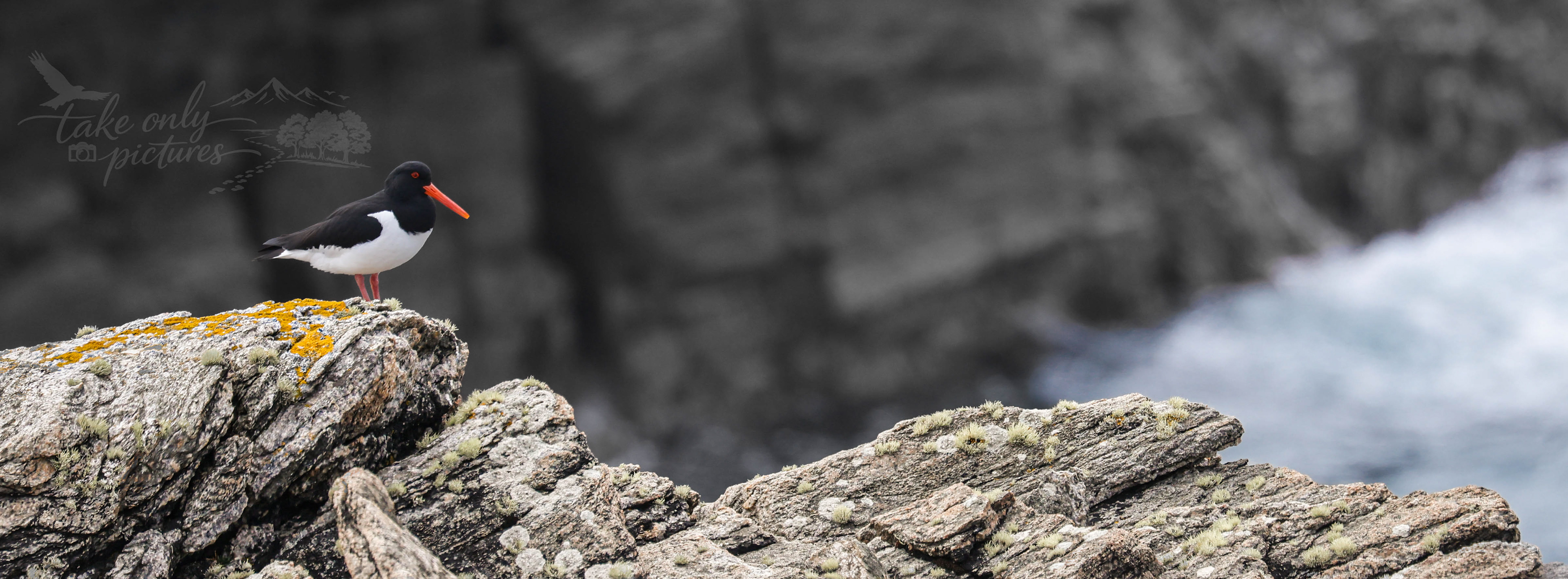Oystercatcher
