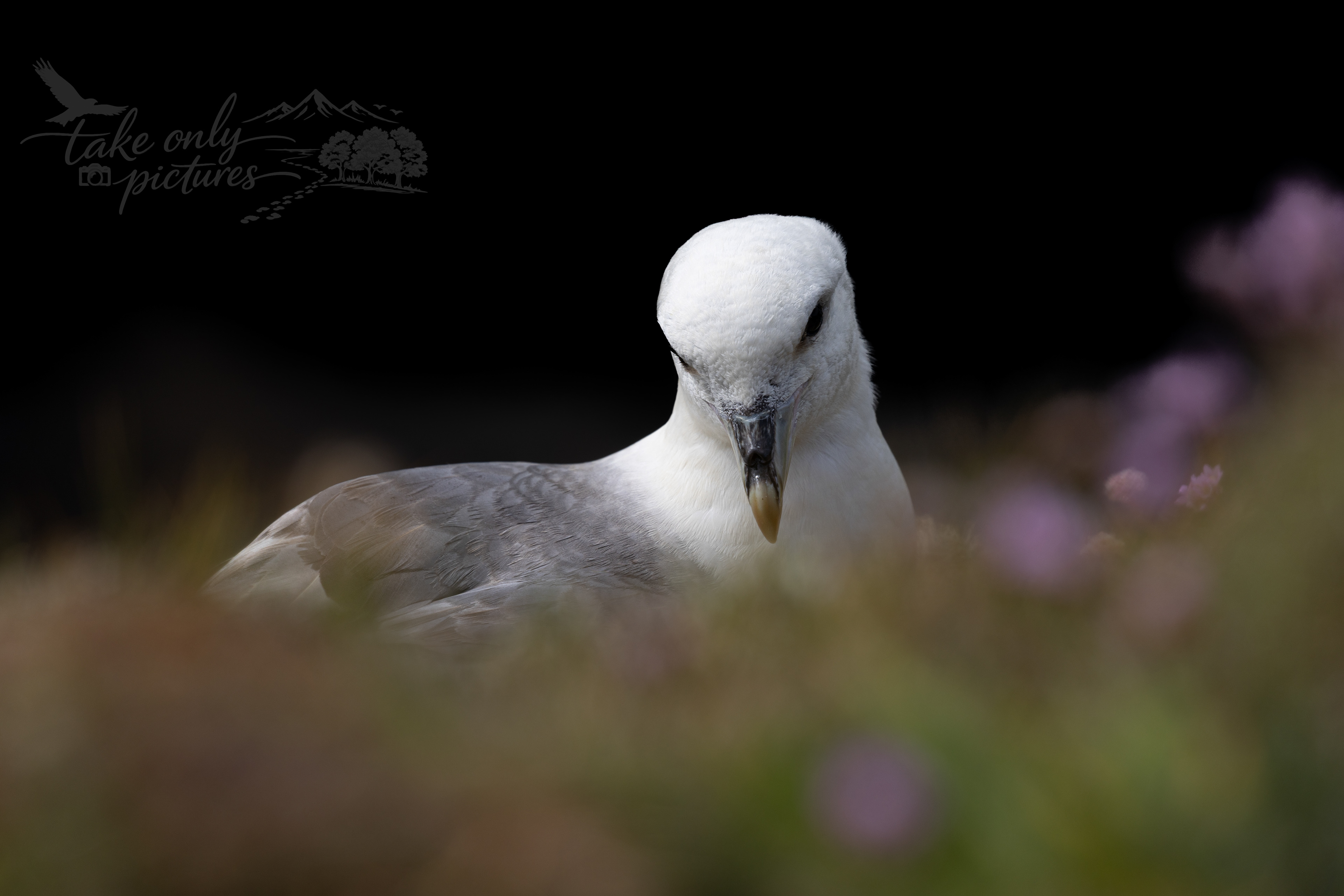 Fulmar on the nest, Yesnaby, Orkney