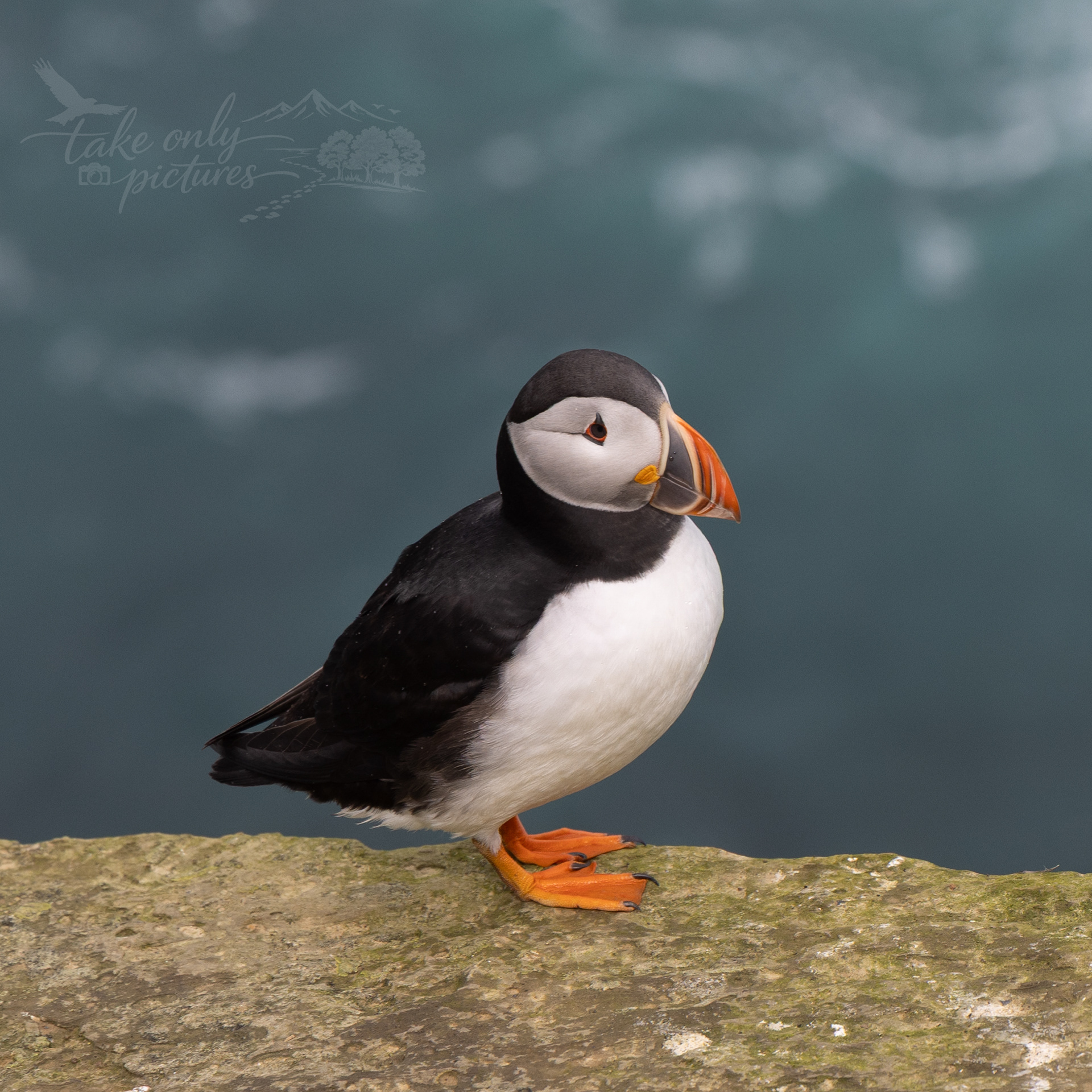 Puffin, Brough of Birsay, Orkney