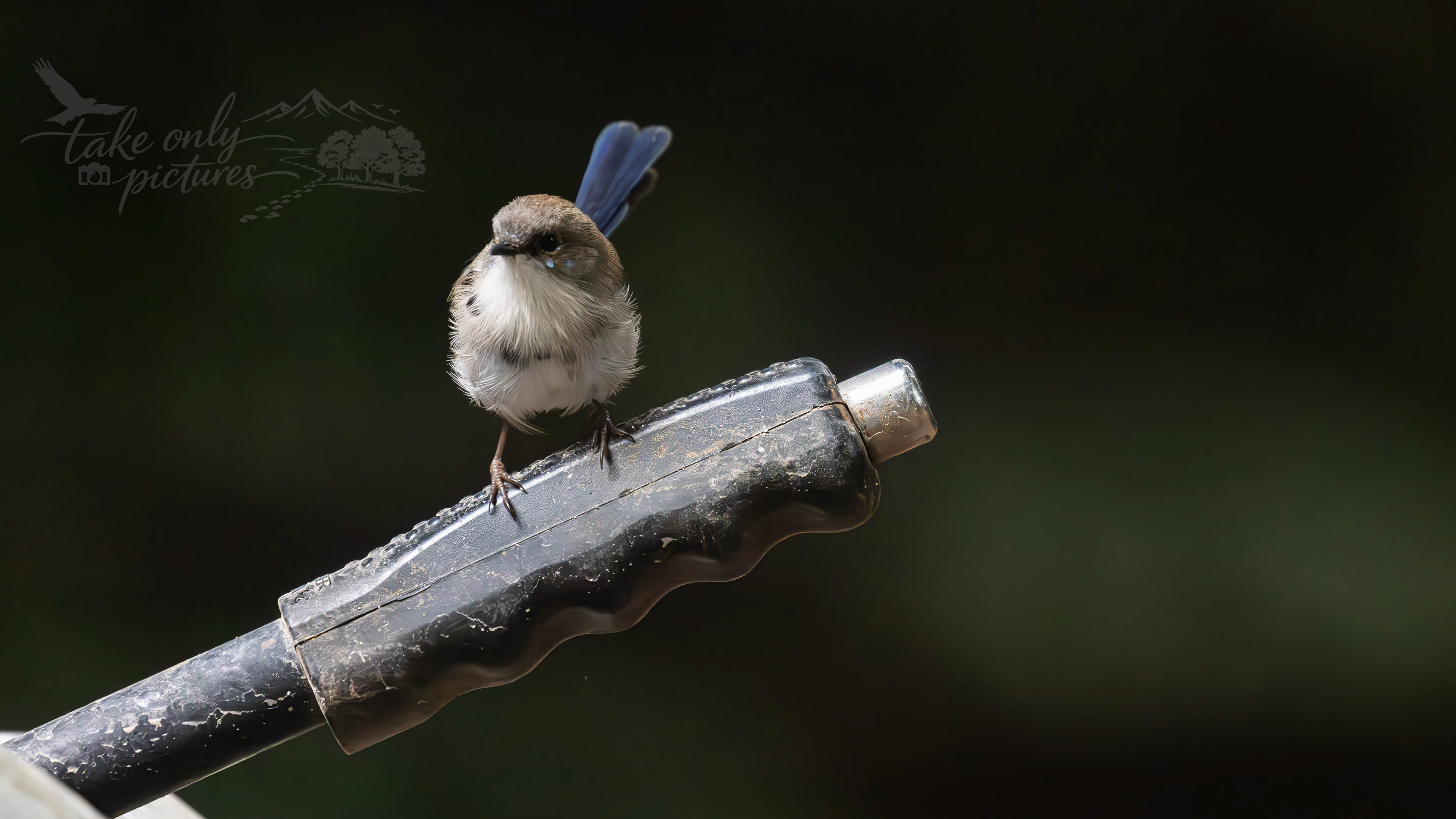 Superb fairy wren, Barrington Tops, NSW