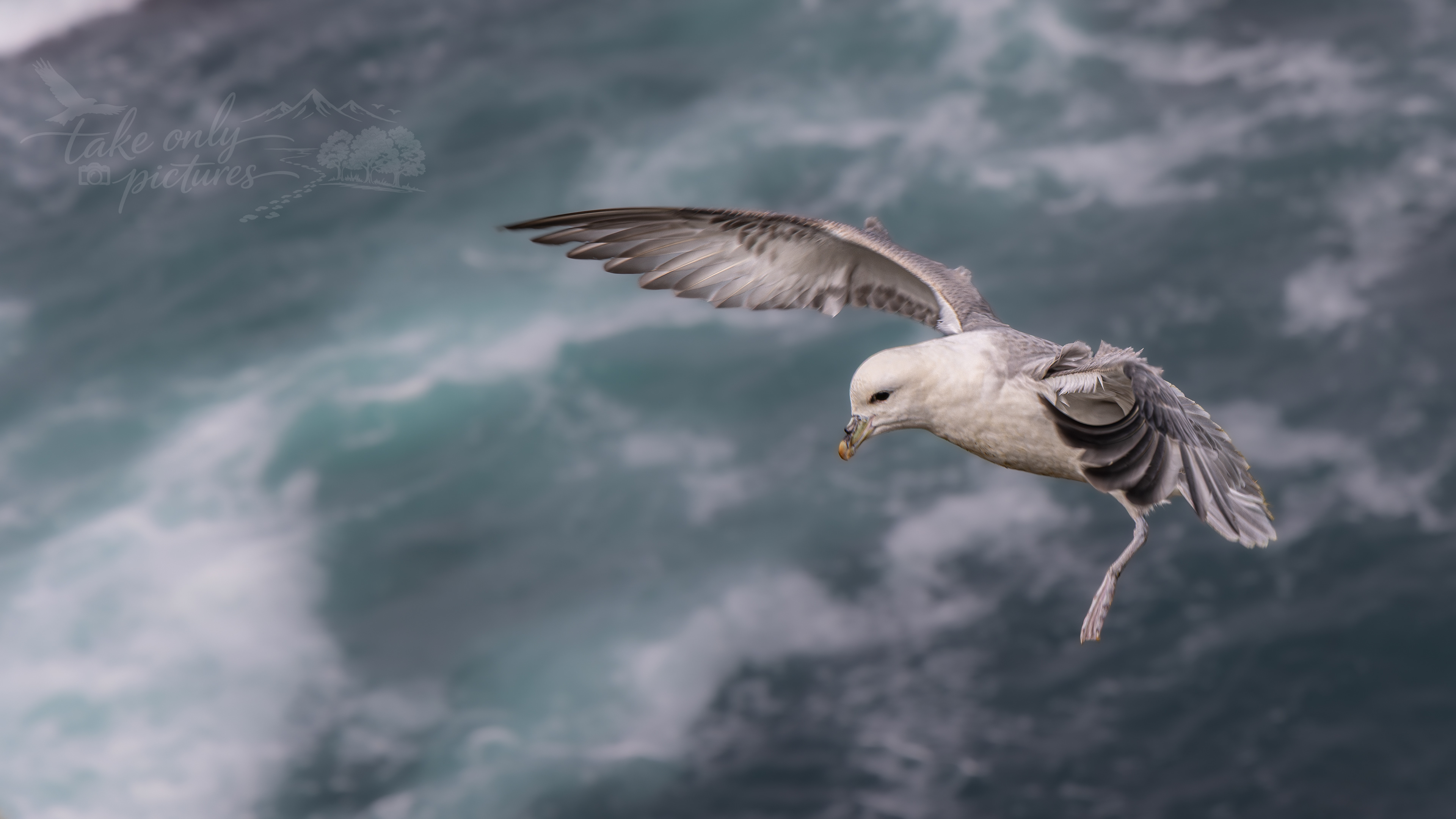 Fulmar, Brough of Birsay, Orkney
