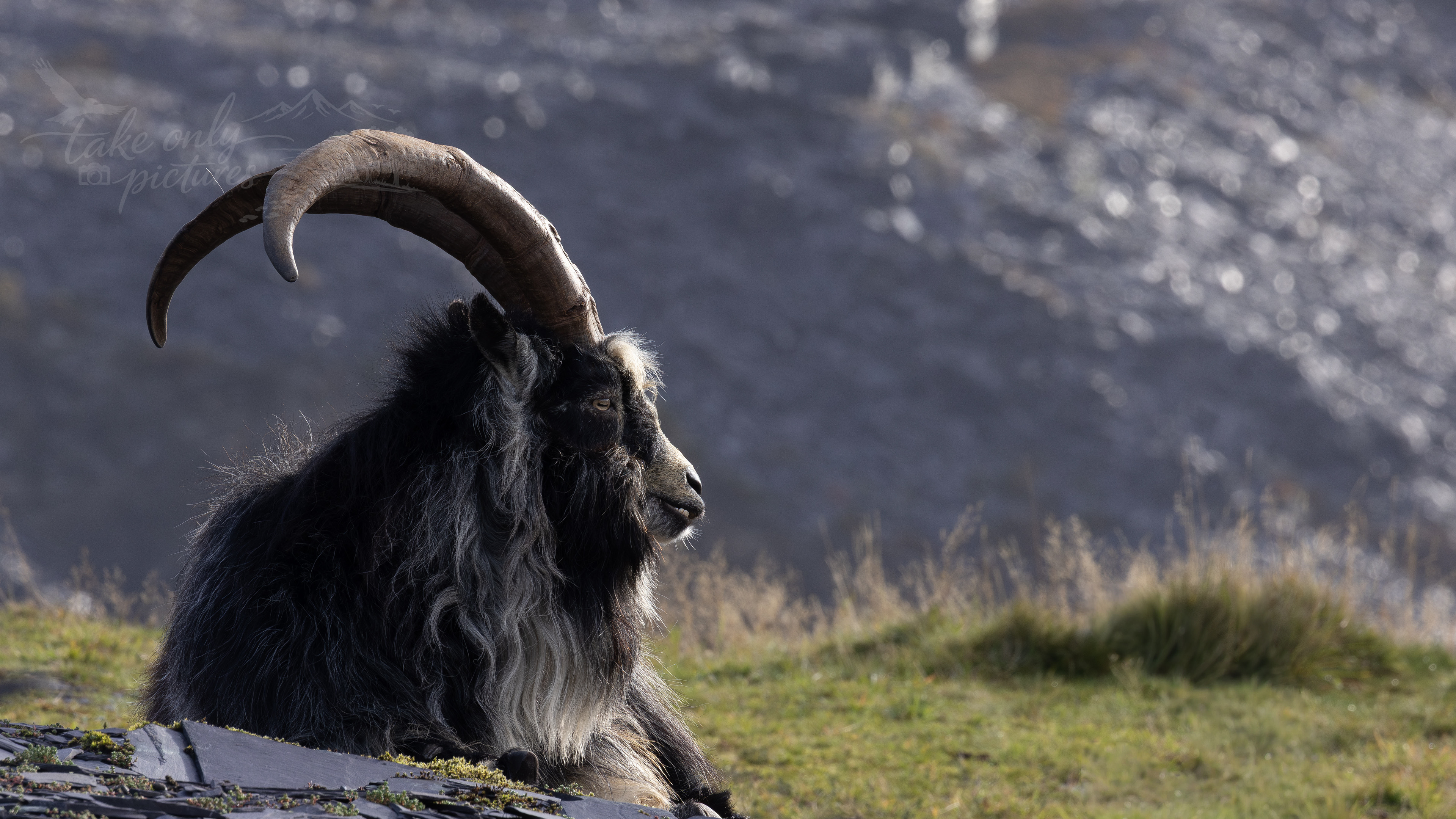 Mountain Goat, Dinorwig, 2024