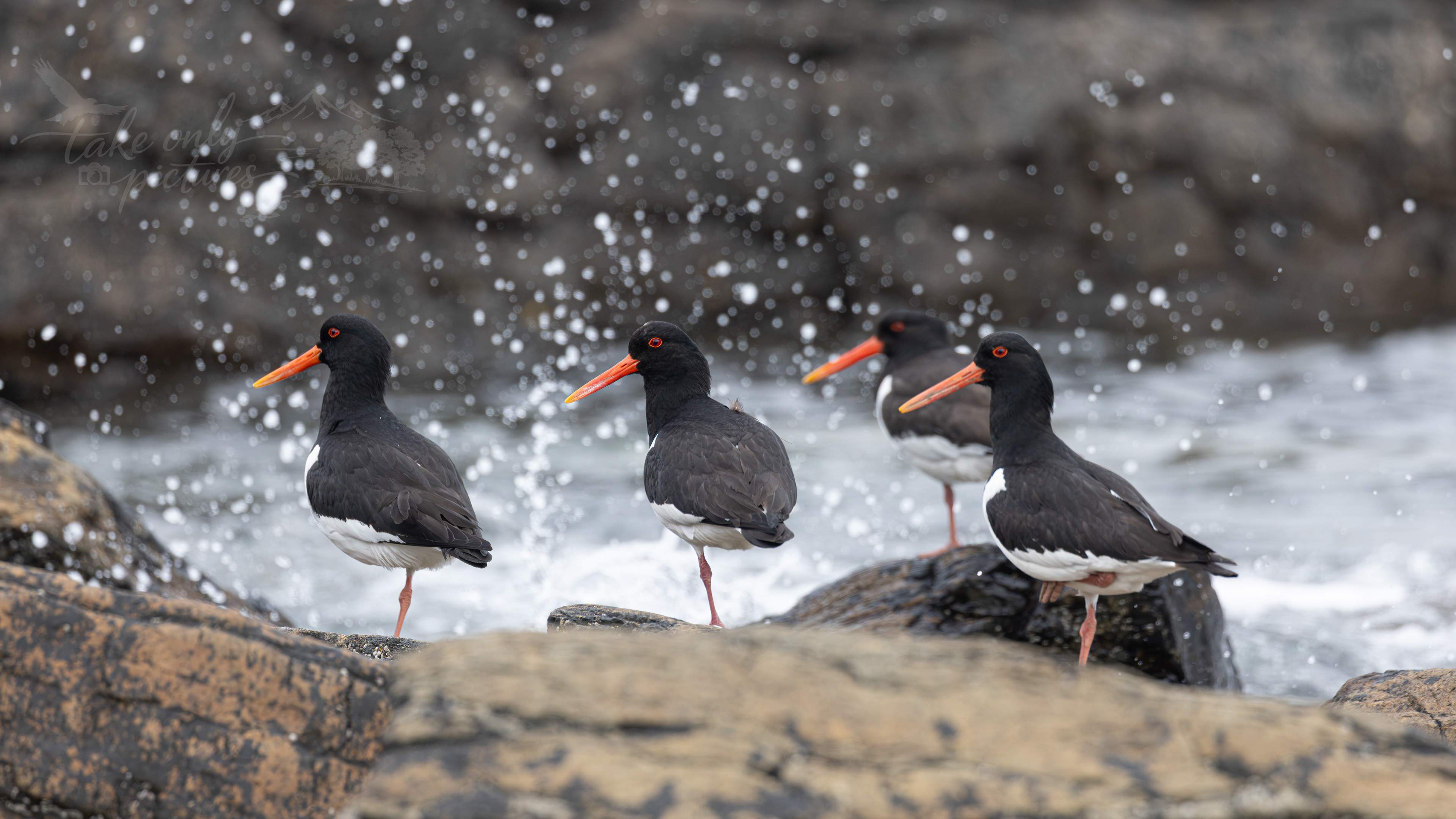 Oystercatchers, Yesnaby, Orkney