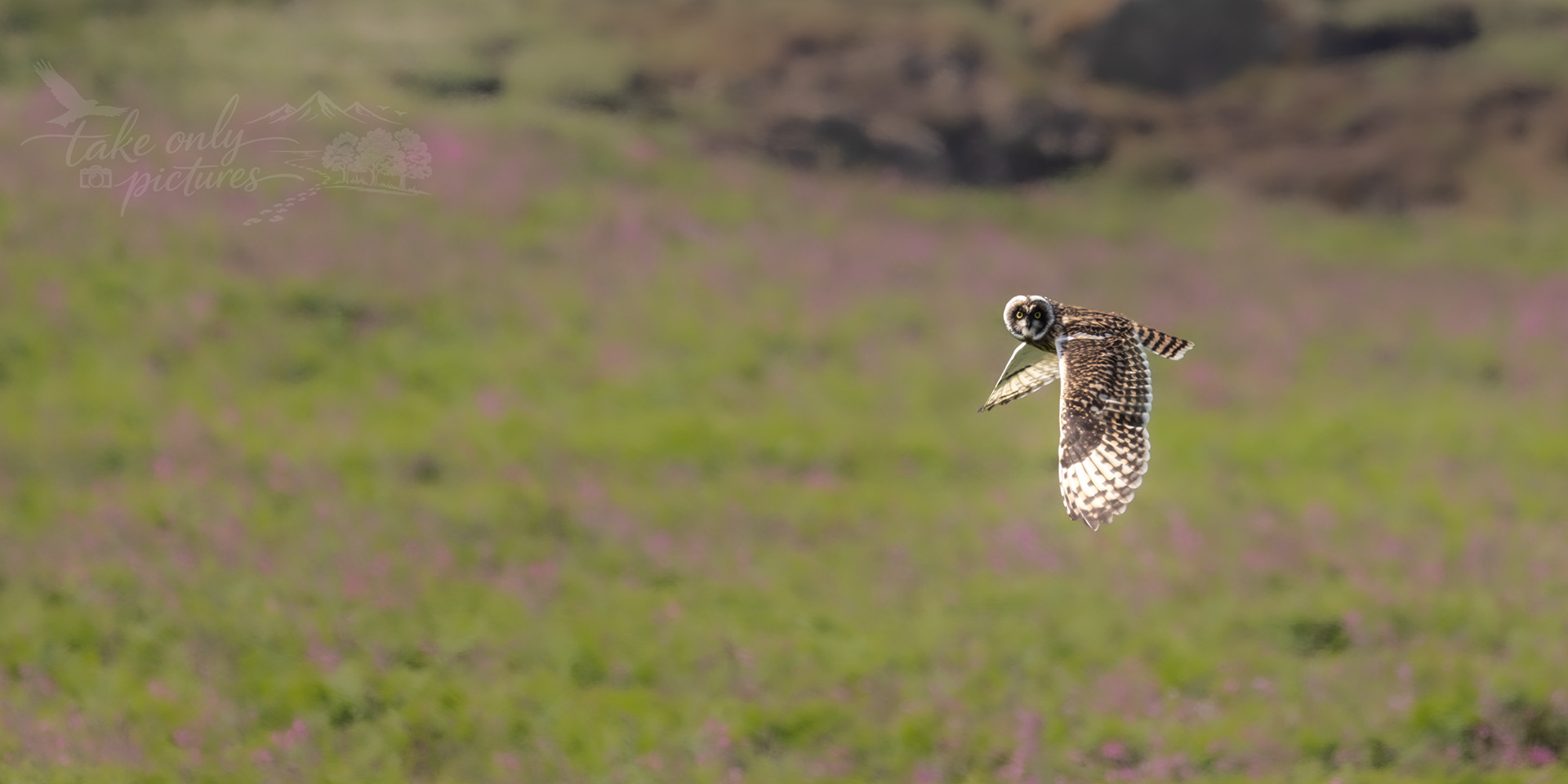 Short-eared owl quartering across the island