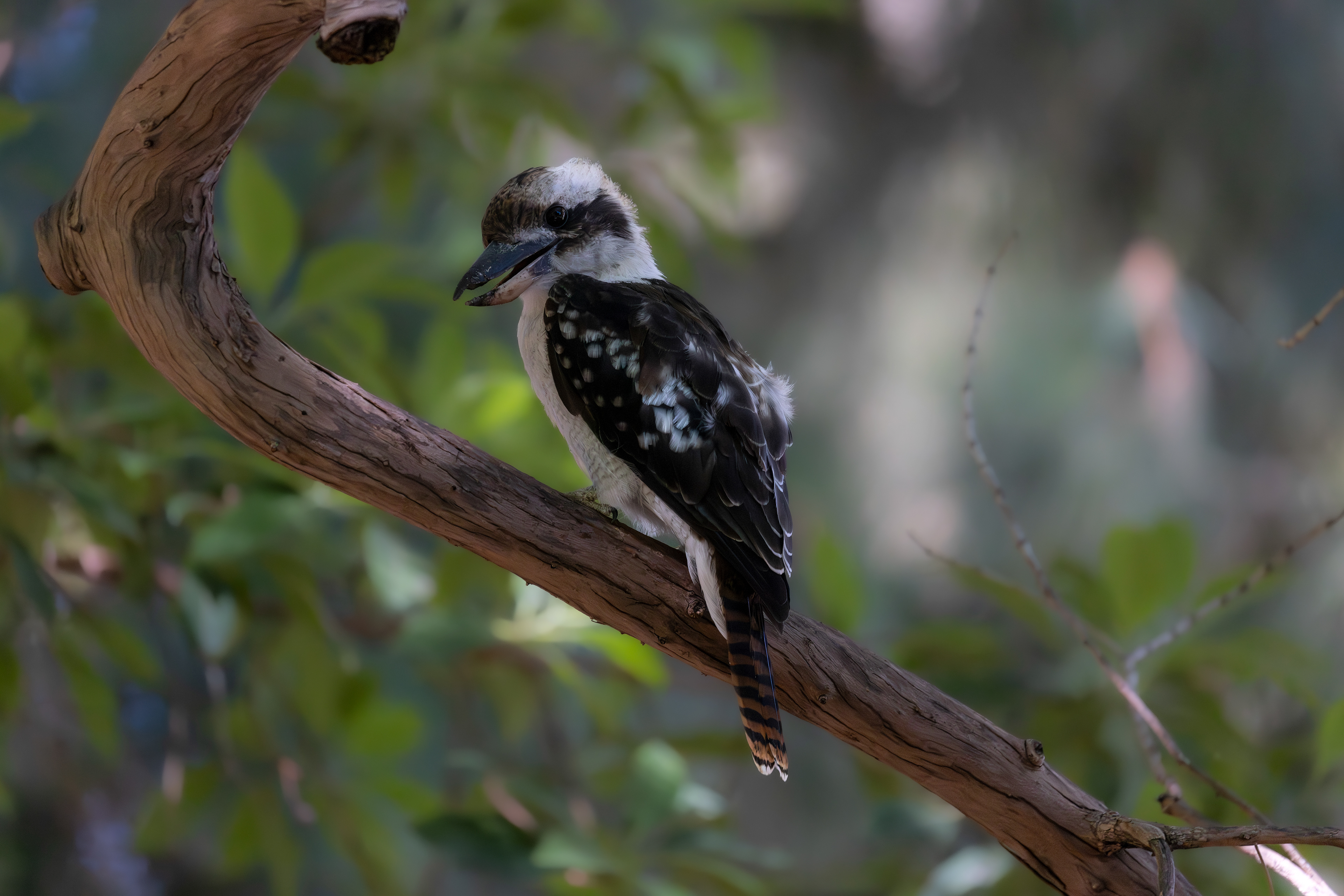 Laughing kookaburra, Kings Park