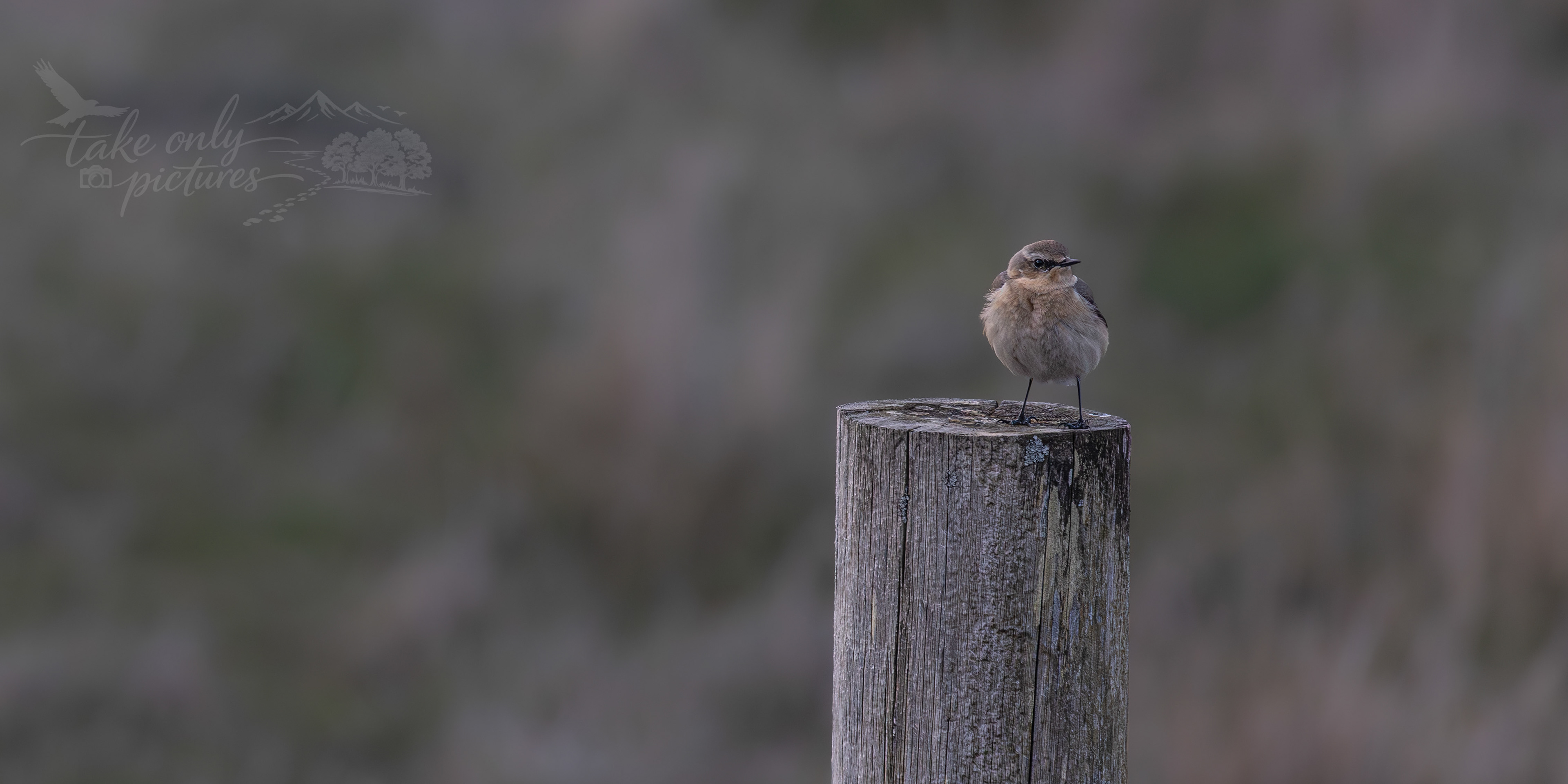 Stonechat (female)