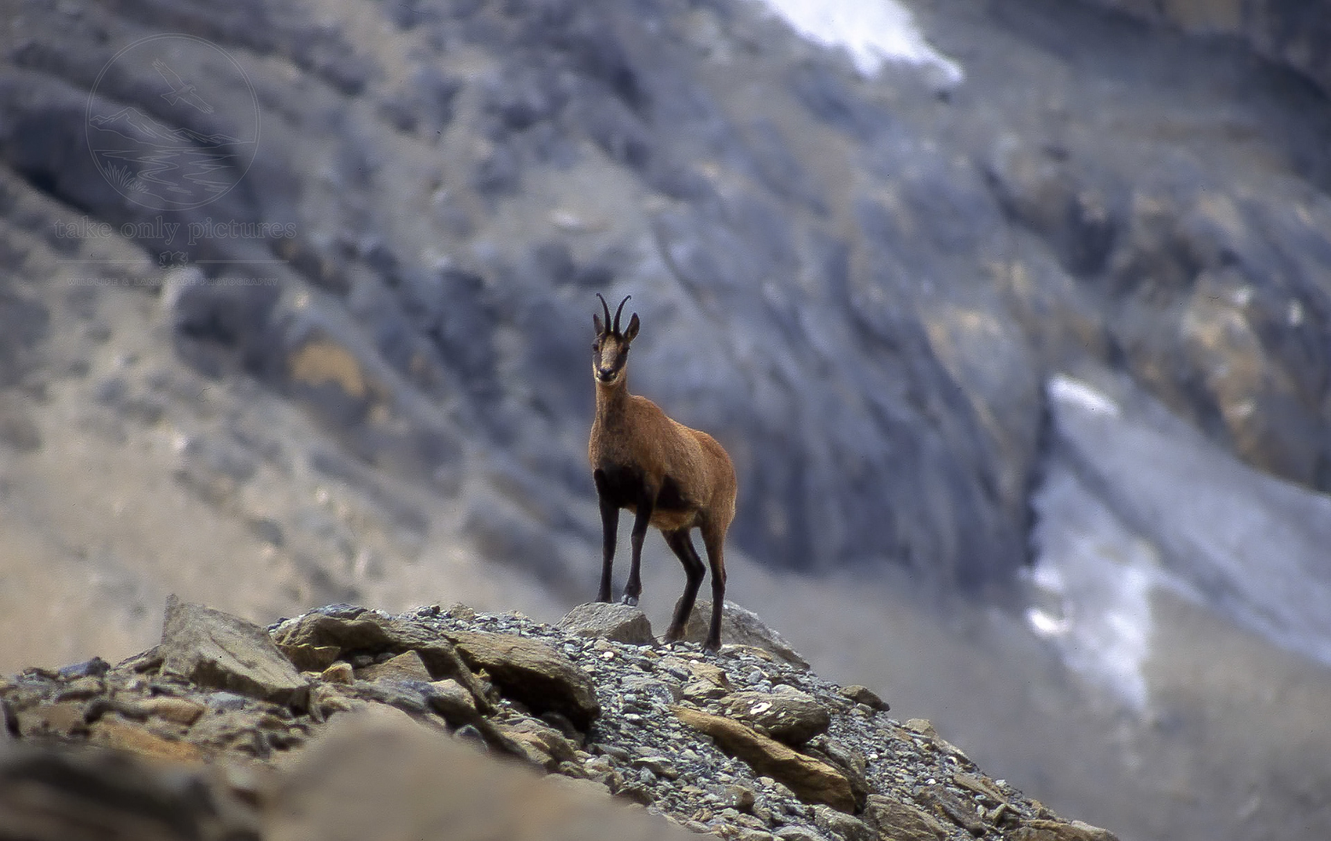 Chamois/moufflon, Cirquo de Pinetta, Spanish Pyrenees