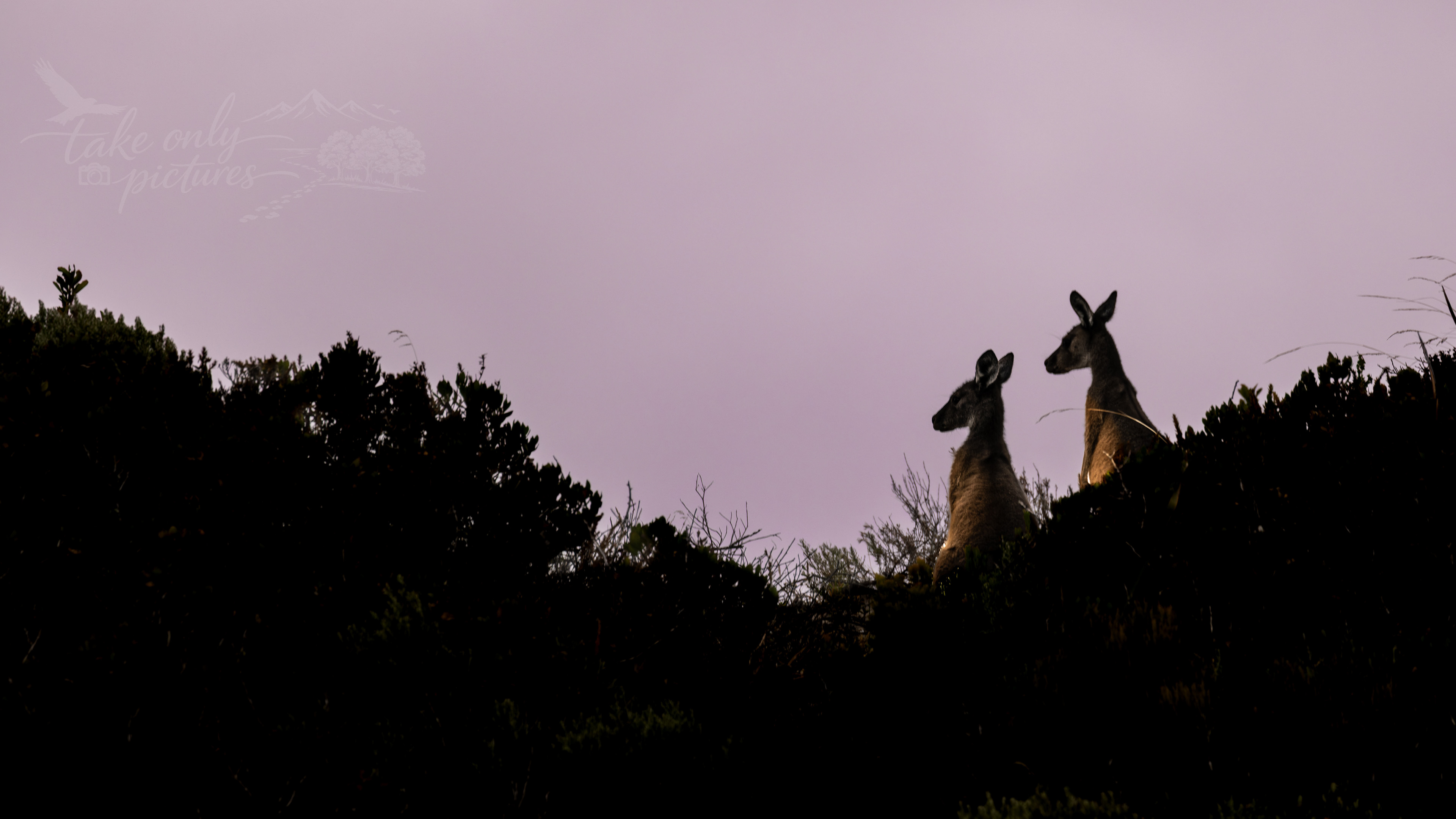 Western grey kangaroos, D'Entrecasteaux National Park, WA