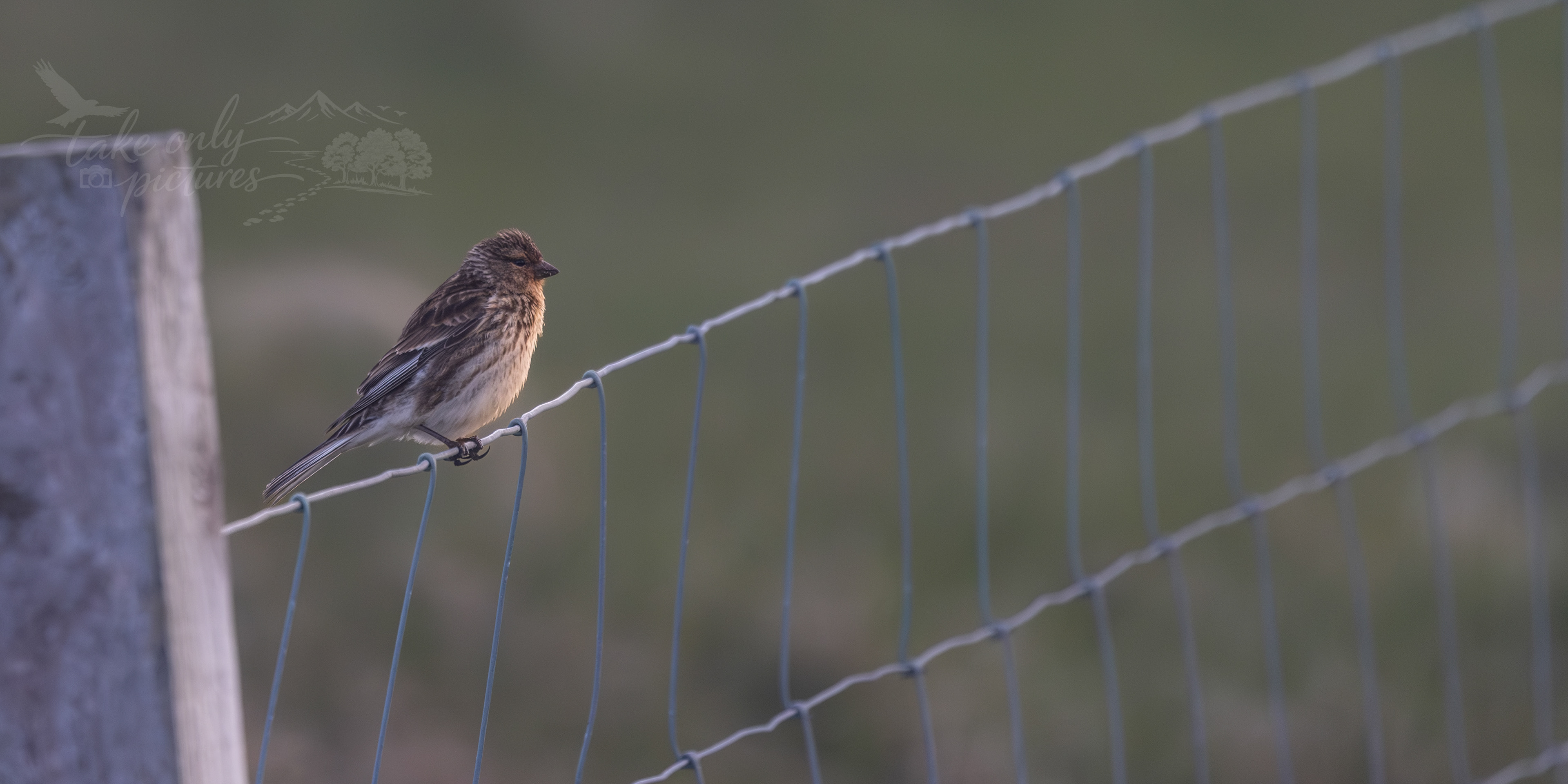 Twite