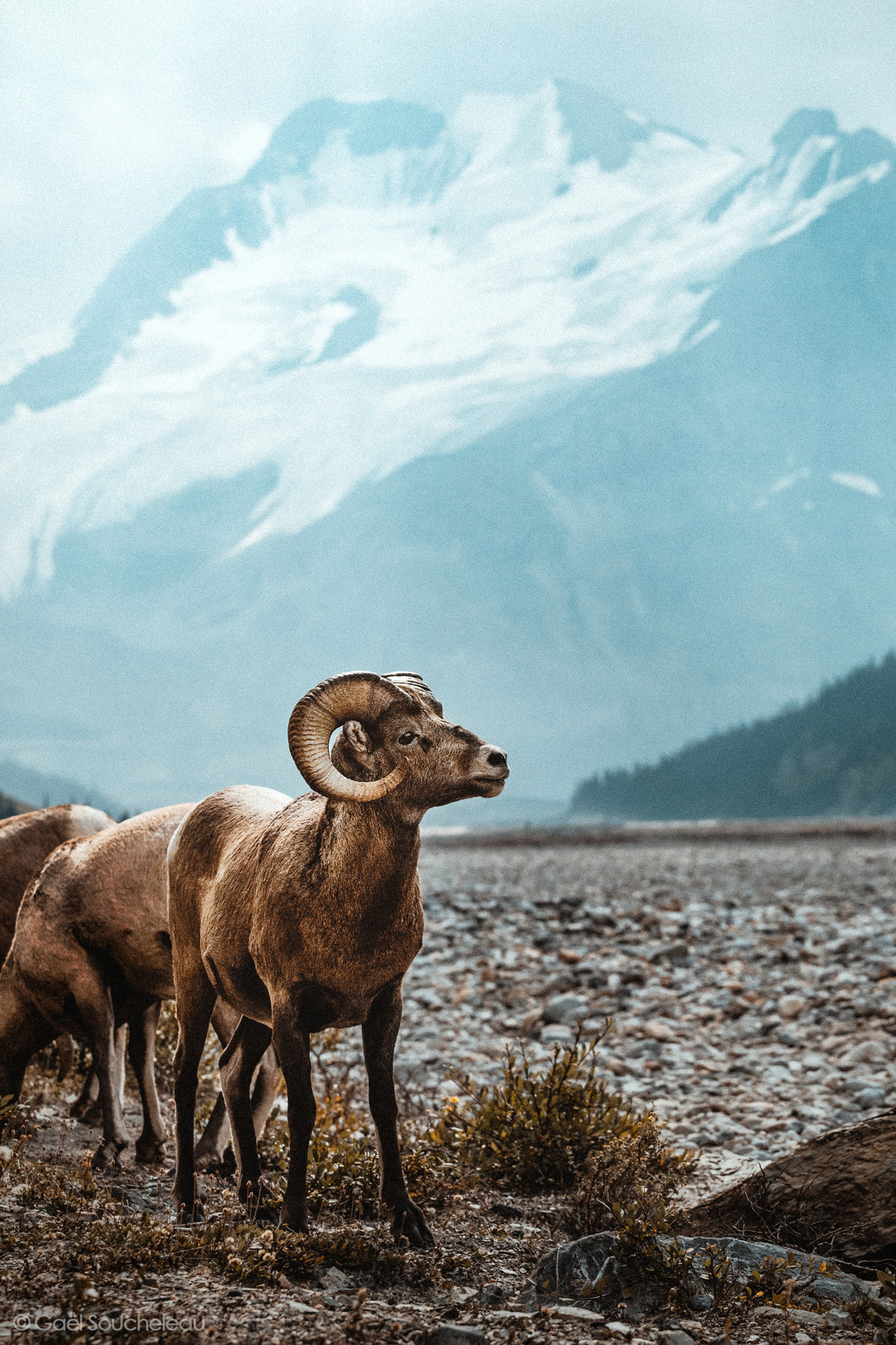 Canada | 2017